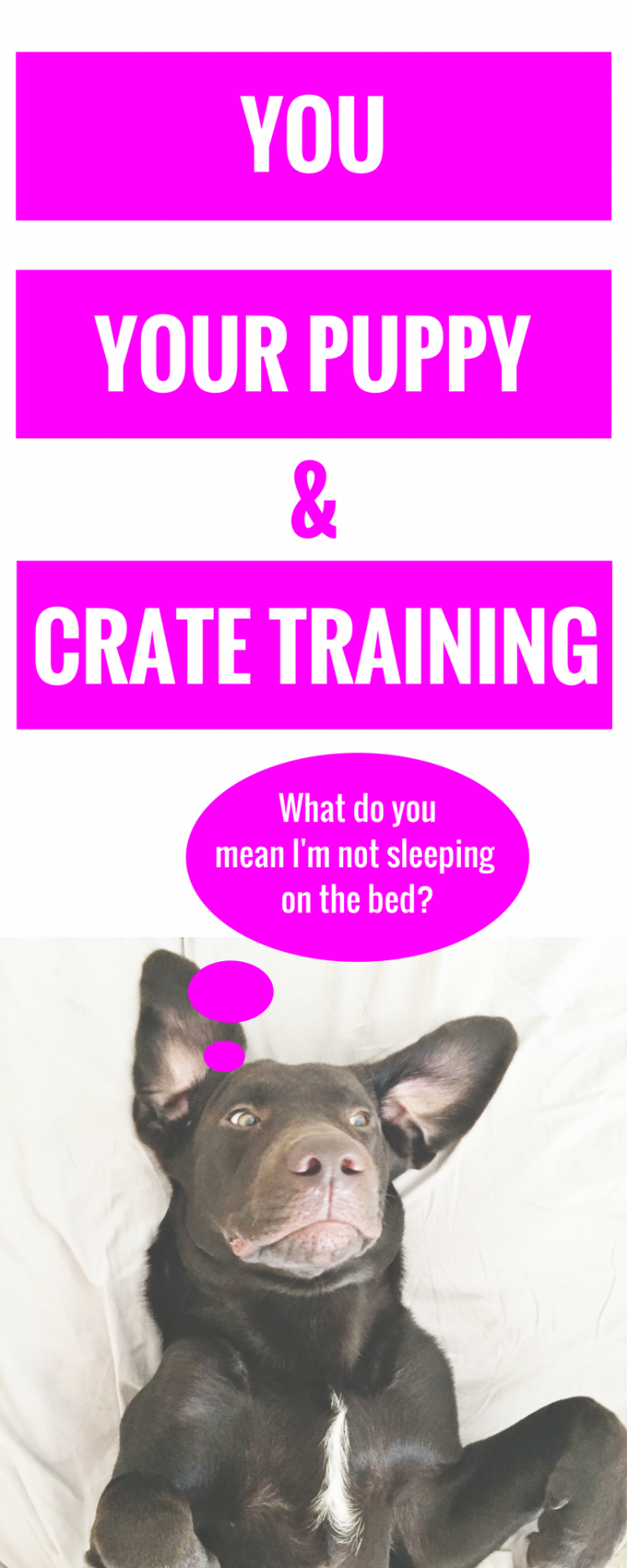 You, Your Puppy + Crate Training
