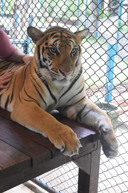 Chiang Mai Tiger Kingdom