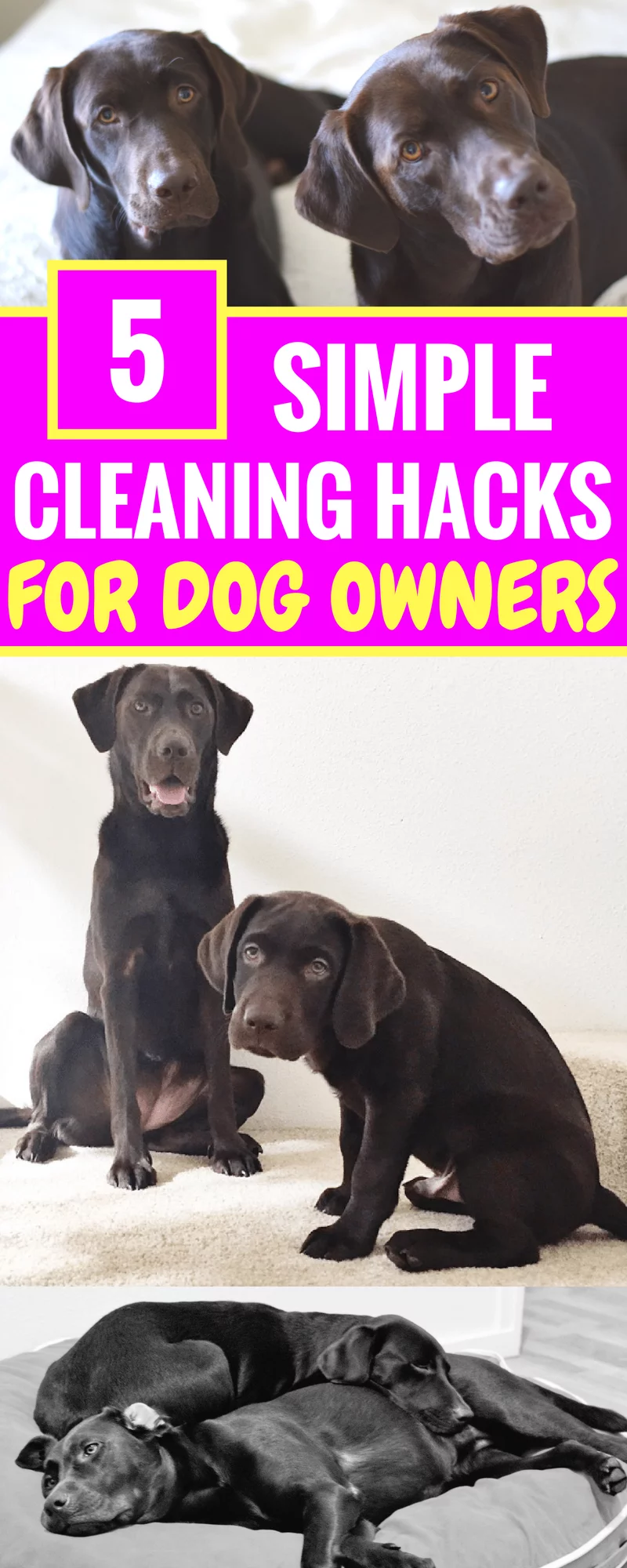 5 Simple Cleaning Hacks For Dog Owners - How I keep my house clean with two dogs - Life Hacks For Pet Owners - Cleaning Tips - Tips For Pet Owners - House Cleaning Tips - Chocolate Labradors - Communikait by Kait Hanson