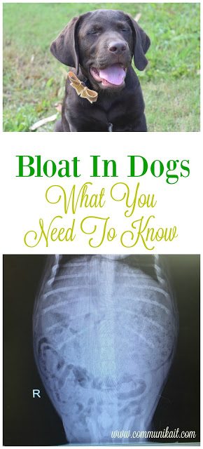 What To Do When Your Dog Gets Bloat