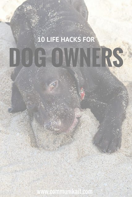 10 Life Hacks For Dog Owners