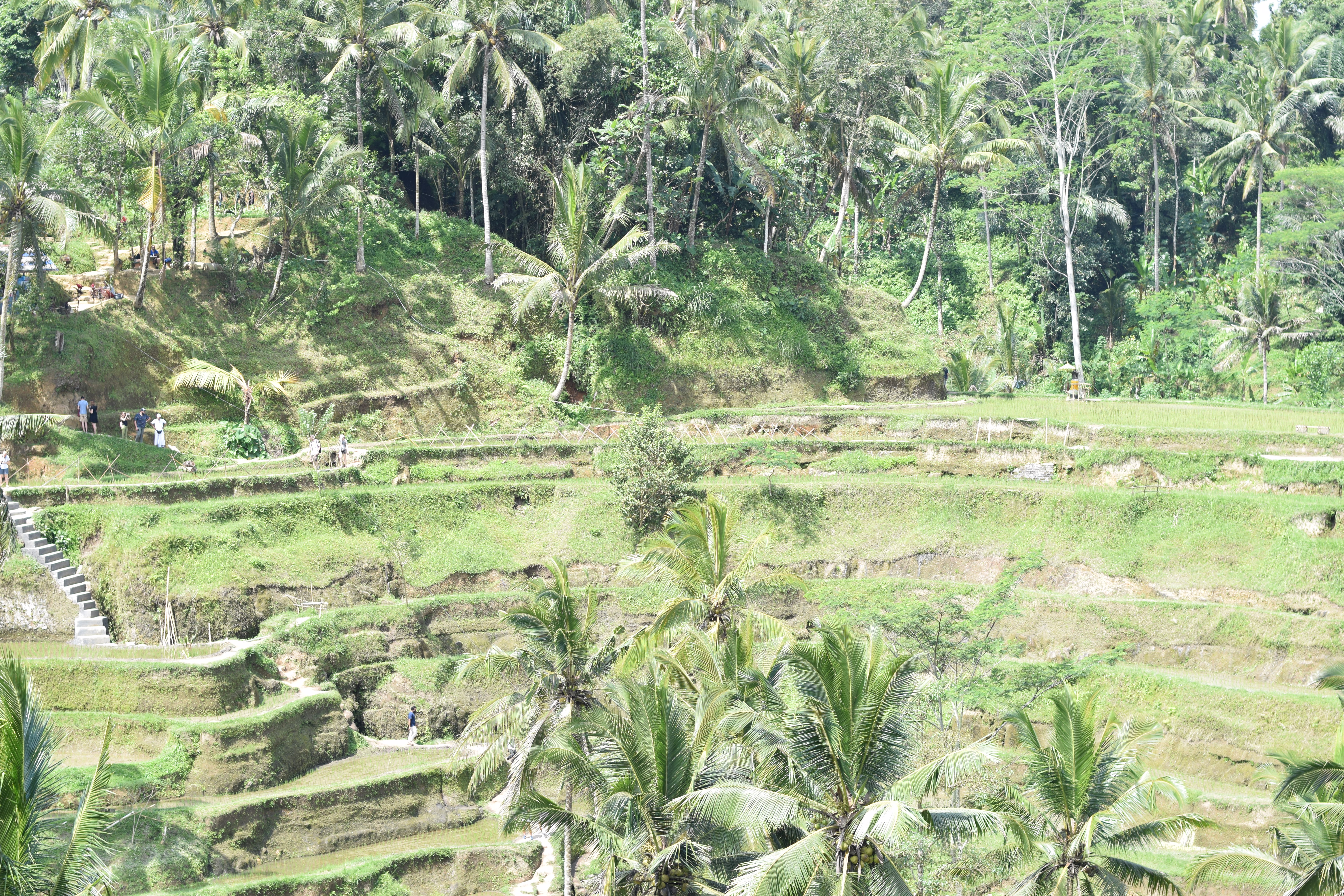 Tegallalang Rice Terrace - Ubud, Bali, Indonesia - Our Bali Trip - Communikait