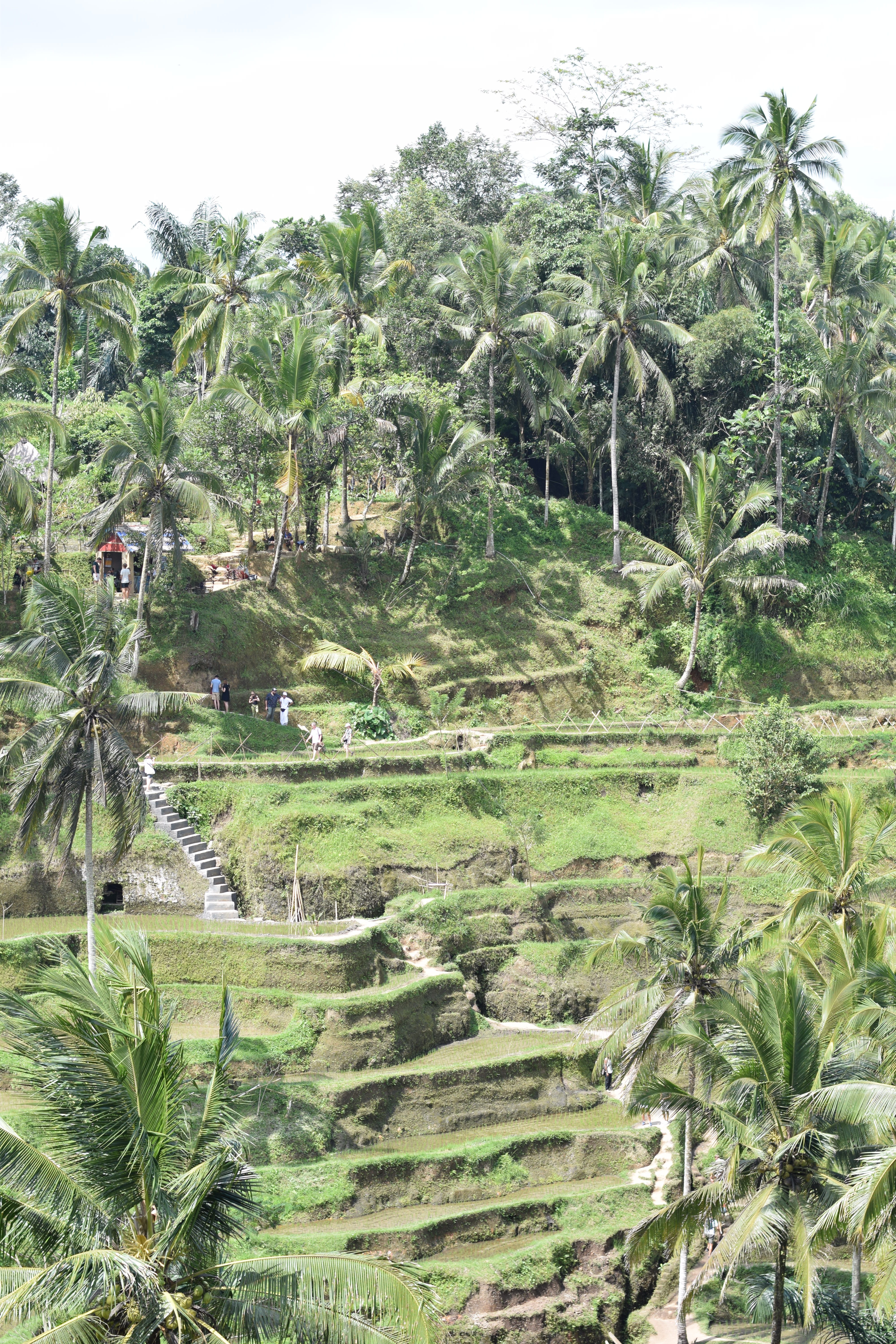 Tegallalang Rice Terrace - Ubud, Bali, Indonesia - Our Bali Trip - Communikait