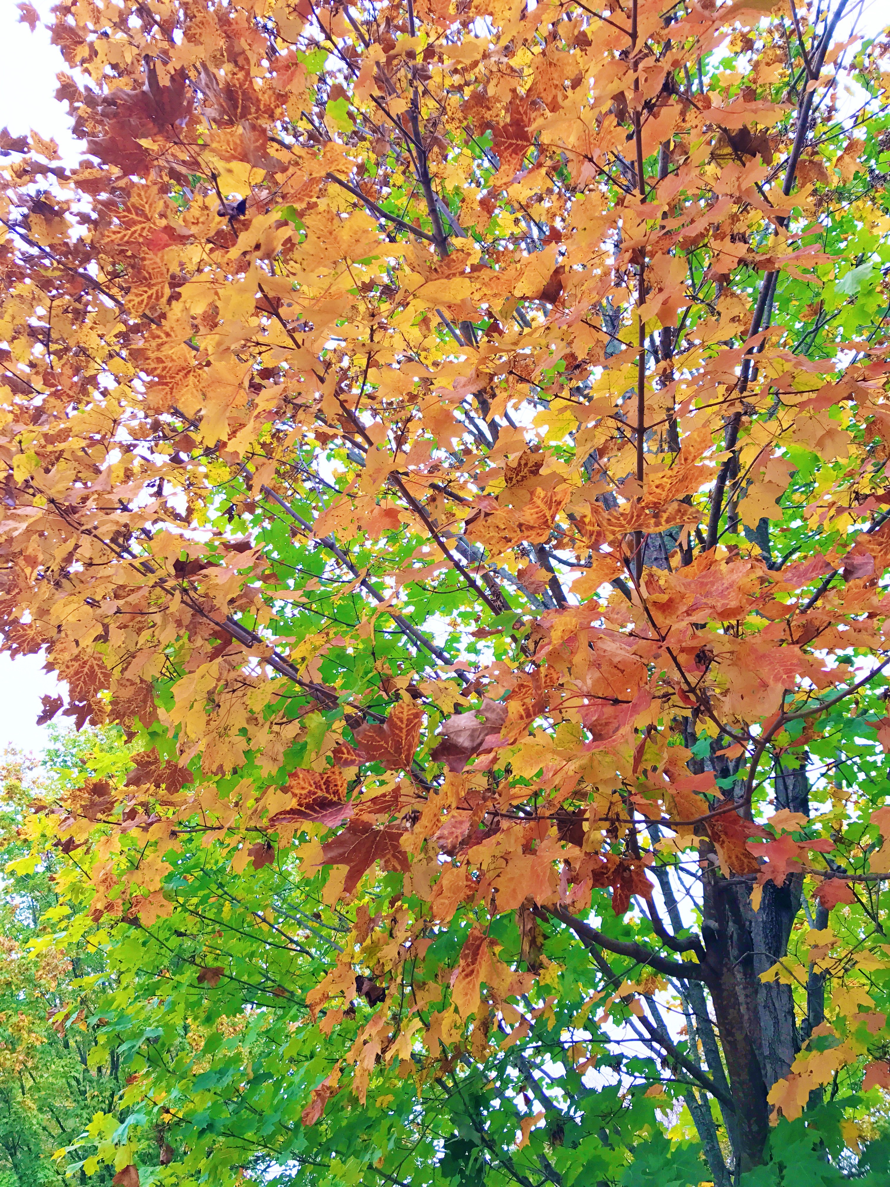 Fall Leaves - Fall Tree - Pennsylvania in the fall - Colorful leaves - Communikait by Kait Hanson