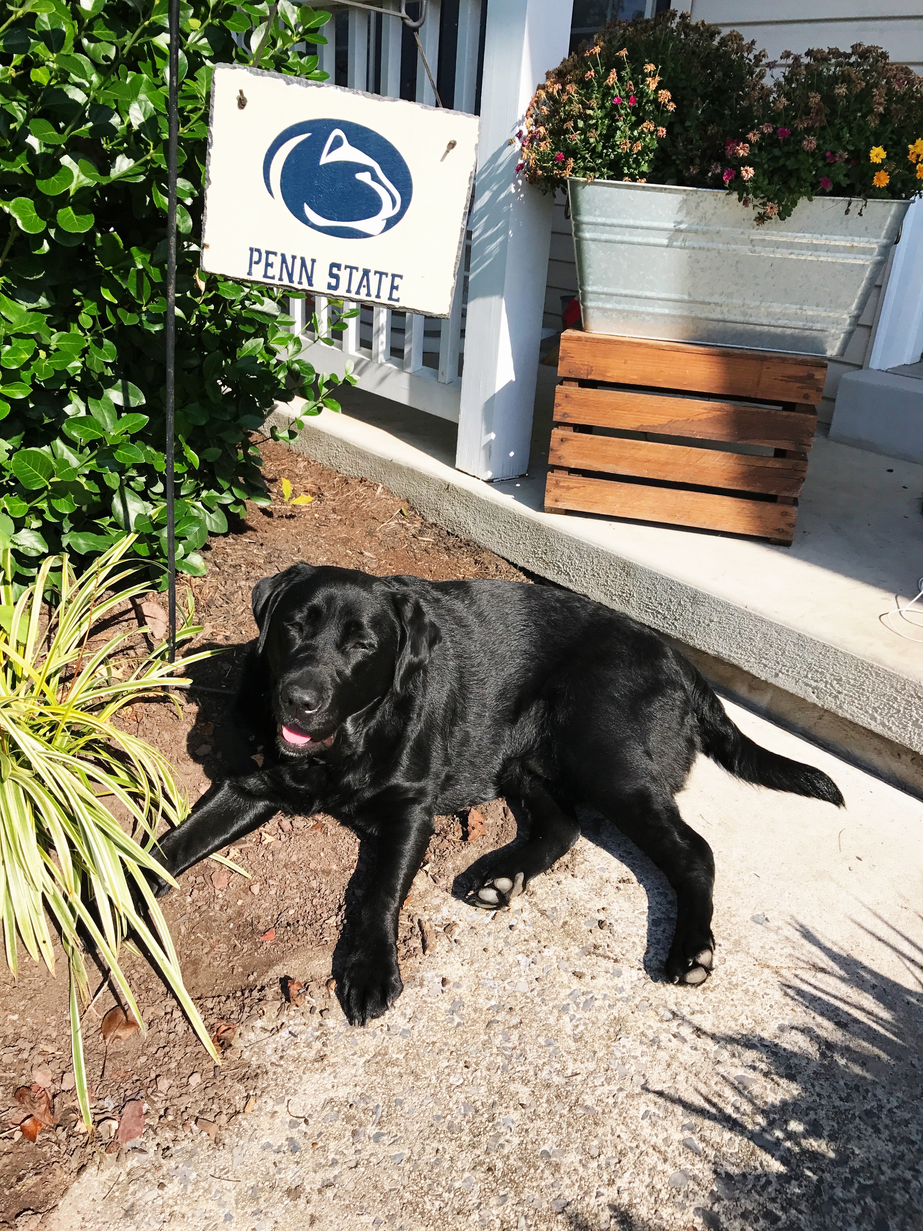 Black Lab- Black Labrador Retriever - Penn State Dog - Communikait by Kait Hanson
