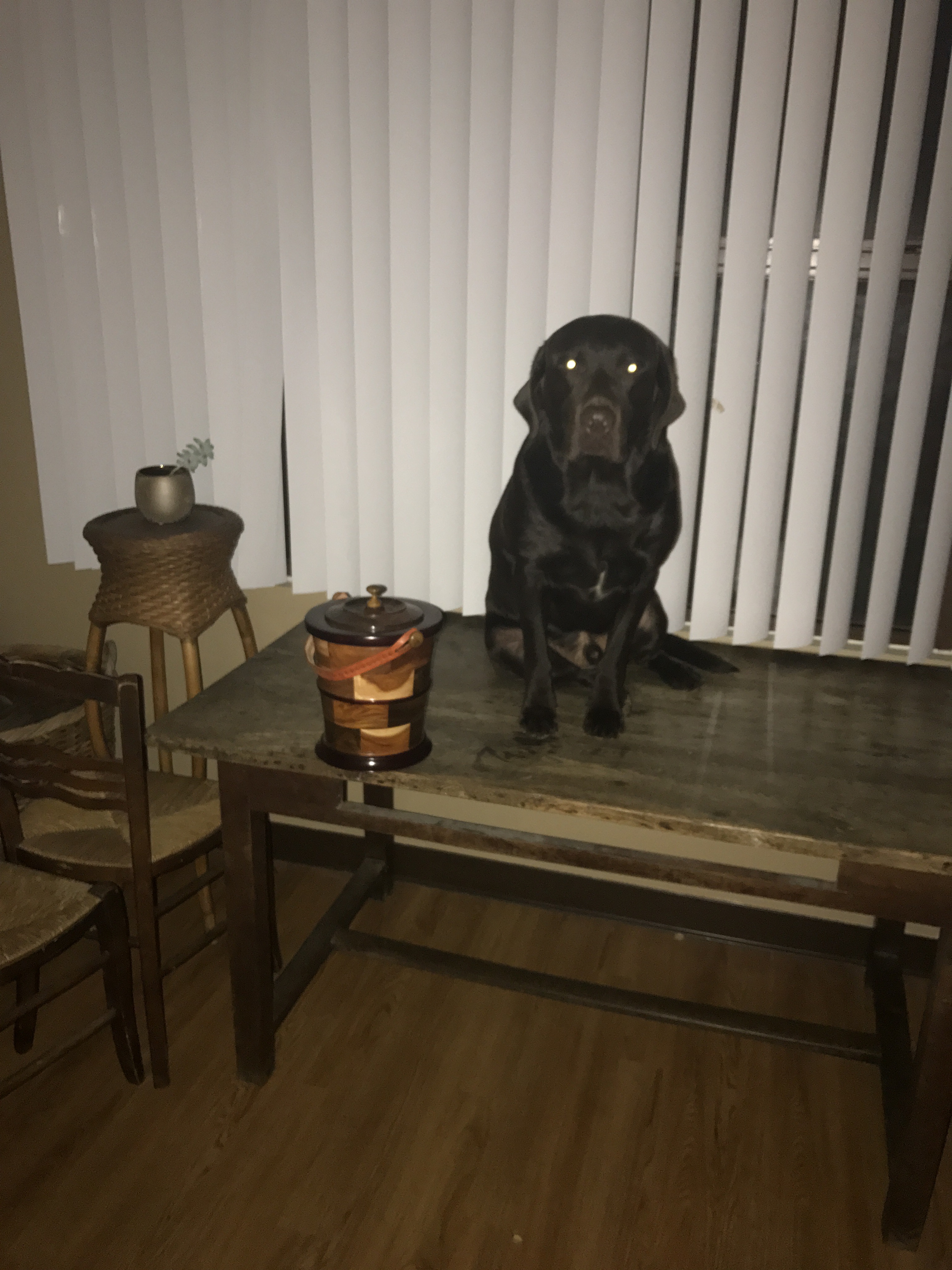 Chocolate Lab on A Table