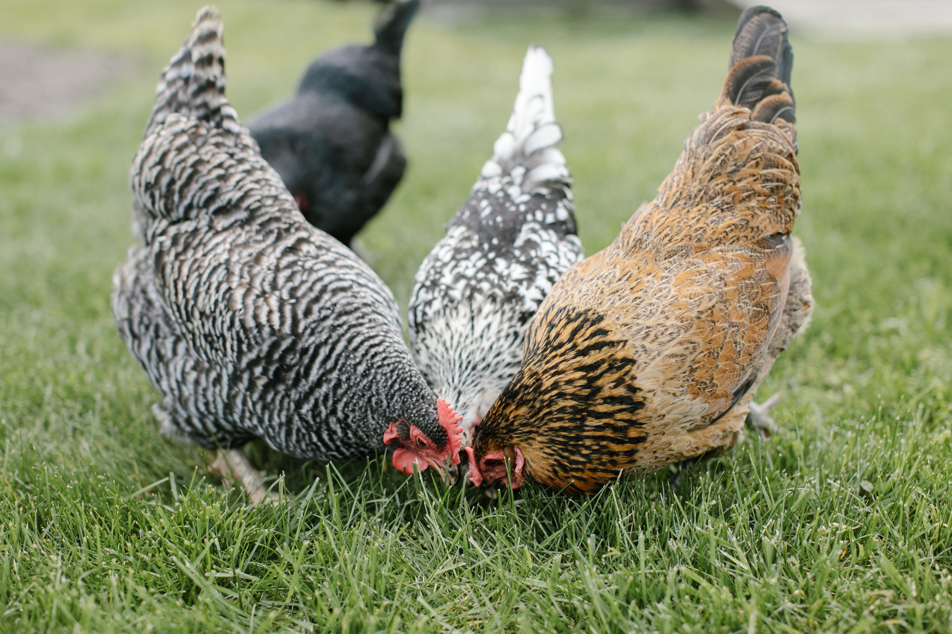 How To Raise Chickens - Everything You Need To Know To Start Your Own Sustainable Chicken Coop - Owning and Raising Chickens - Sustainable Living - Raising Backyard Chickens - DIY Chicken Coop - Chickens At Home - Chickens For Beginners - Communikait by Kait Hanson