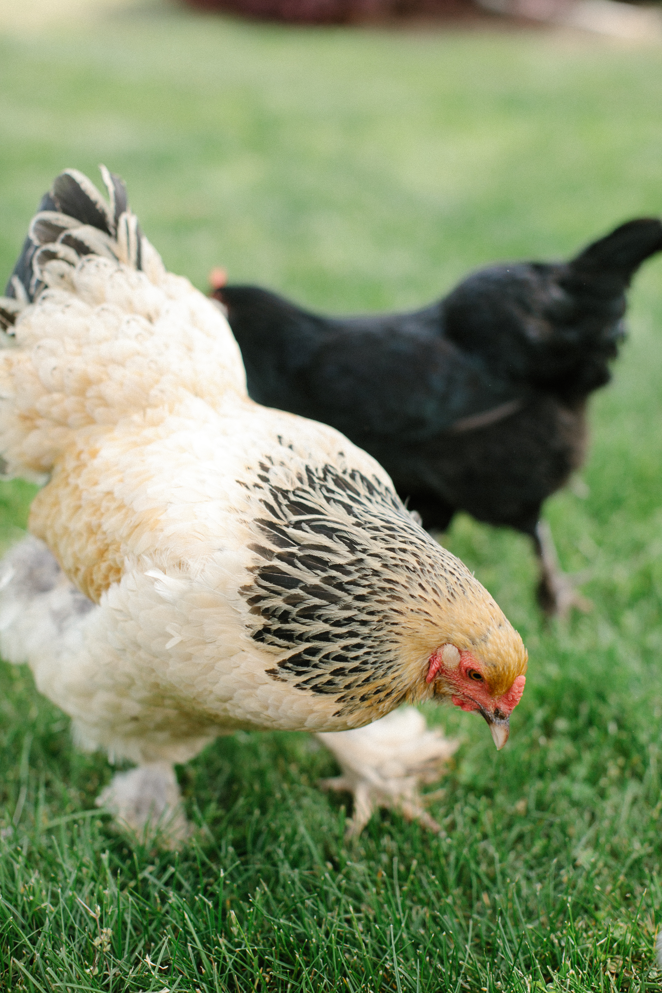 How To Raise Chickens - Everything You Need To Know To Start Your Own Sustainable Chicken Coop - Owning and Raising Chickens - Sustainable Living - Raising Backyard Chickens - DIY Chicken Coop - Chickens At Home - Chickens For Beginners - Communikait by Kait Hanson