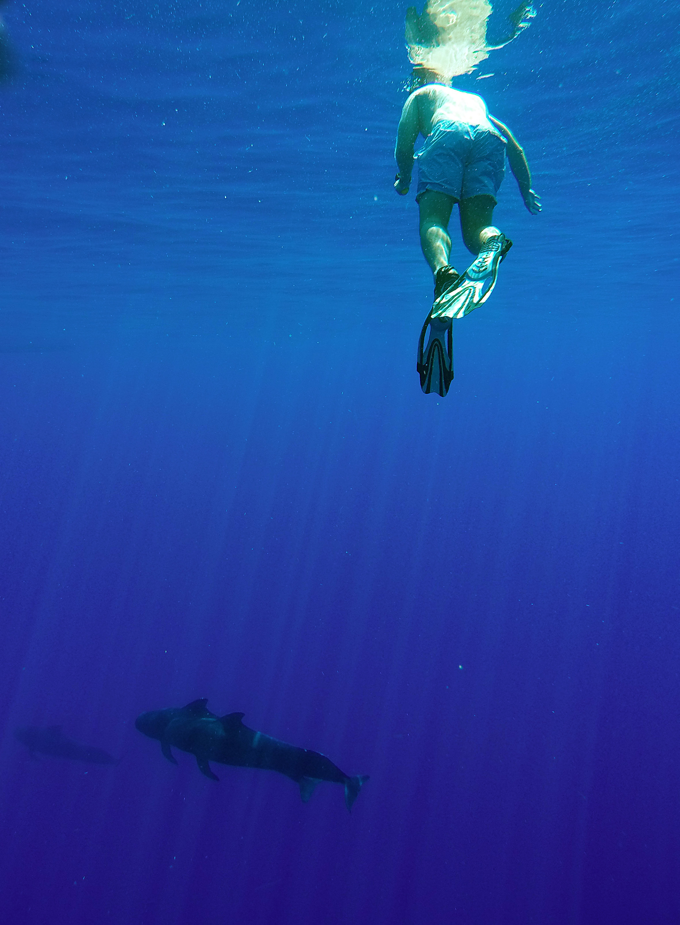 My Experience Swimming With Whales + Sharks - Freediving - Sharks in Tahiti - Diving In Tahiti - Diving With Sharks - Tahiti Trip - Bora Bora Honeymoon - Communikait by Kait Hanson