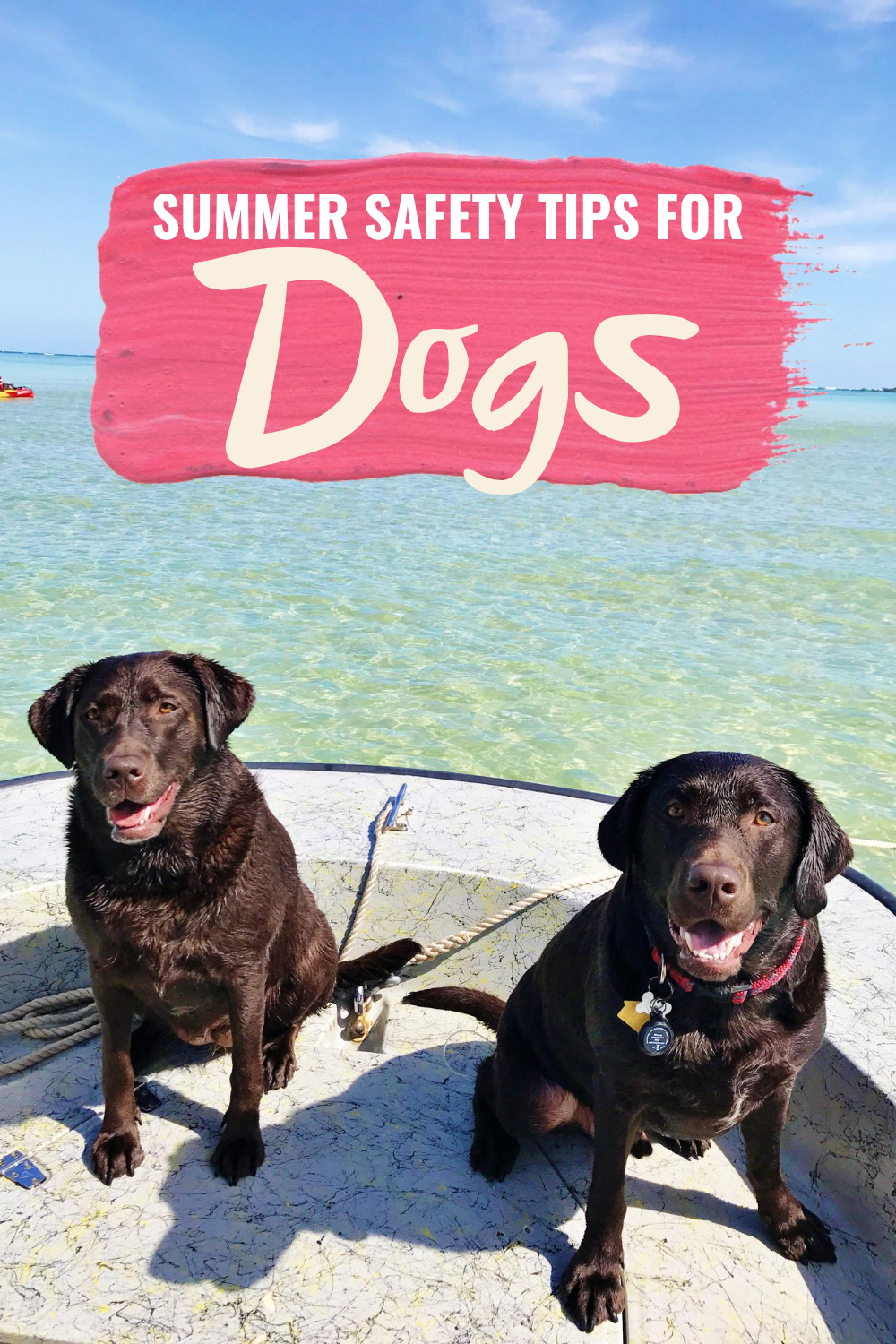 SUMMER SAFETY TIPS FOR DOGS | 6 Summer Safety Tips For Dogs - Tips for Dog Owners - Tips For Summer - Labrador Retriever