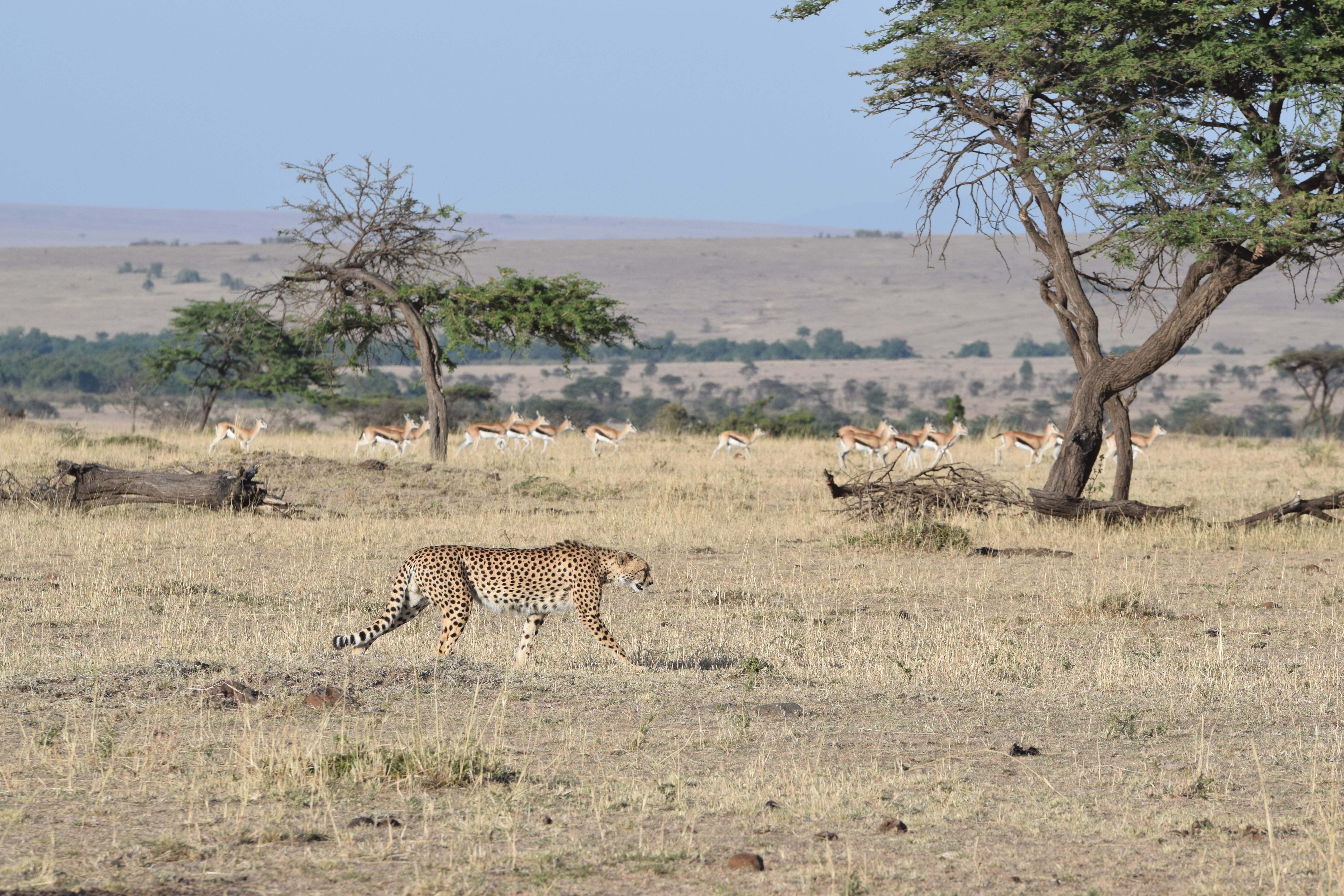 Our Stay At Sir Richard Branson's Mahali Mzuri In Maasai Mara, Kenya -- Kenya Safari - Kenya Safari Tours - Safari Kenya - Safari Trips In Kenya - Trip To Kenya - Kenyan Safari - How To Plan A Safari - Kenya Safari Guide - Kenya Wildlife - Kenya Trip - Travel To Kenya - Guide To Kenya - Maasai Mara