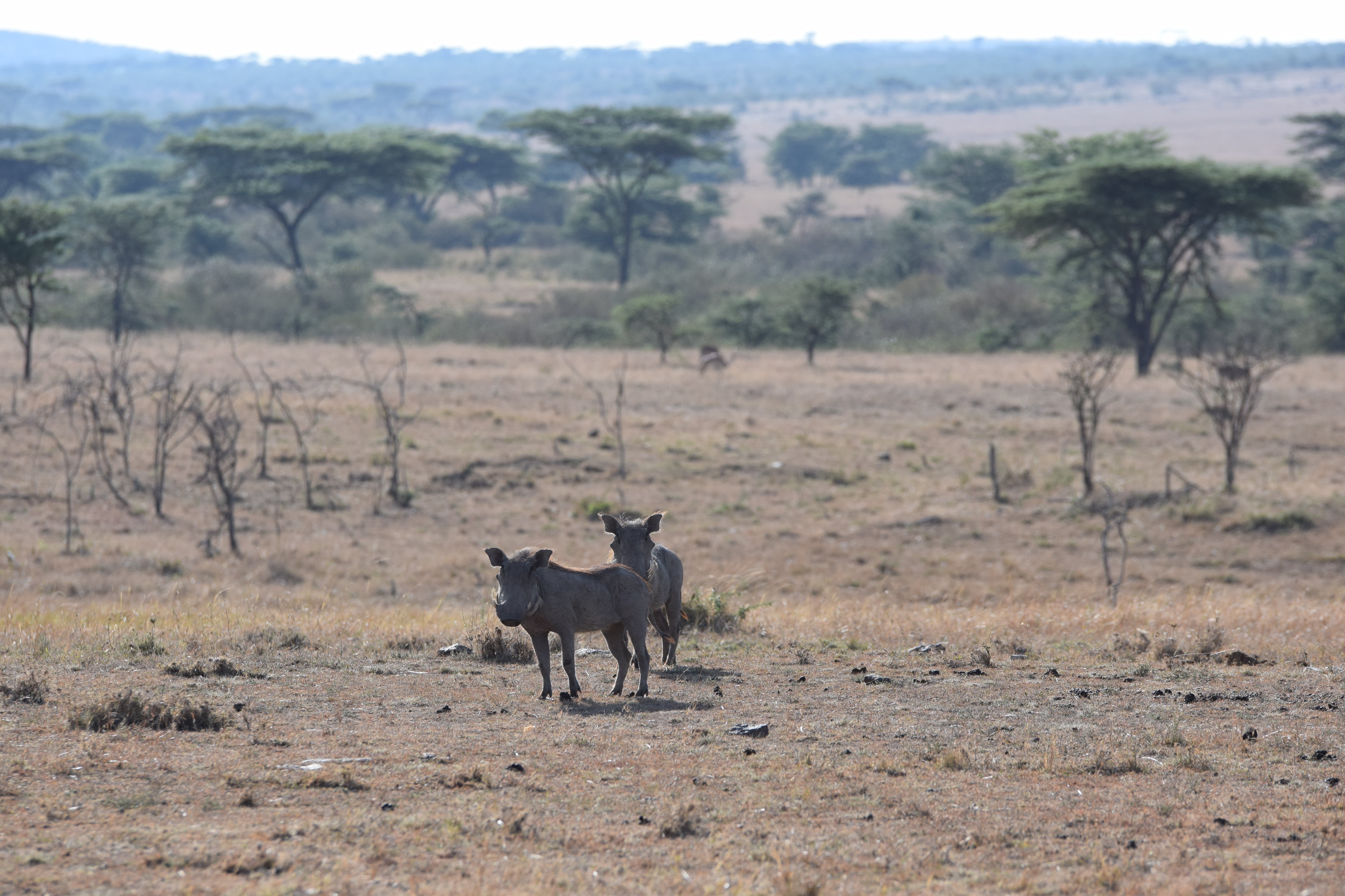 Our Stay At Sir Richard Branson's Mahali Mzuri In Maasai Mara, Kenya -- Kenya Safari - Kenya Safari Tours - Safari Kenya - Safari Trips In Kenya - Trip To Kenya - Kenyan Safari - How To Plan A Safari - Kenya Safari Guide - Kenya Wildlife - Kenya Trip - Travel To Kenya - Guide To Kenya - Maasai Mara