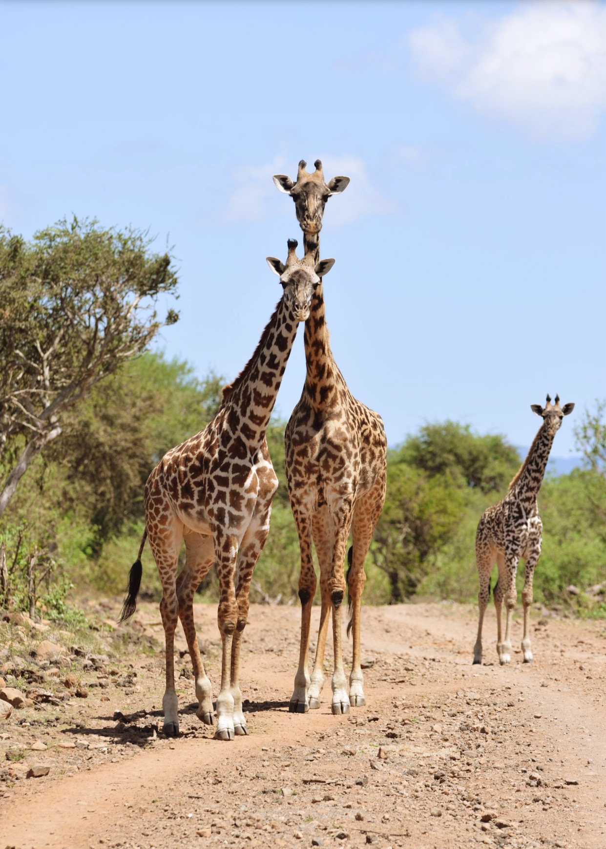  Our Stay At Finch Hattons Luxury Camp In Tsavo National Park, Kenya - Kenya Safari - Kenya Safari Tours - Safari Kenya - Safari Trips In Kenya - Trip To Kenya - Kenyan Safari - How To Plan A Safari - Kenya Safari Guide - Kenya Wildlife - Kenya Trip - Travel To Kenya - Guide To Kenya 