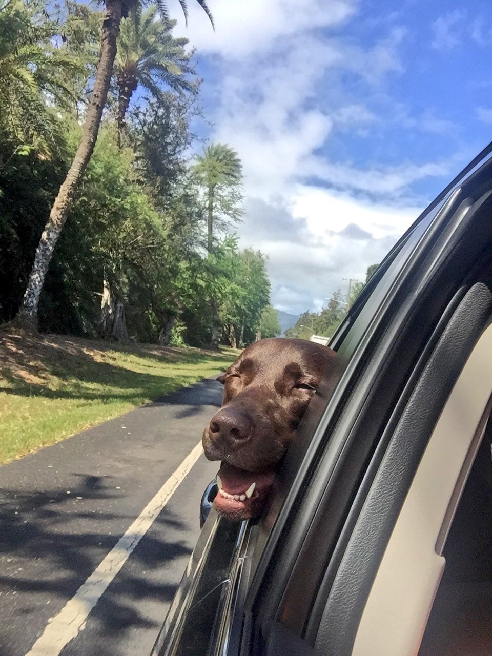  5 TIPS FOR TRAVELING WITH DOGS | dog with his head out the car window