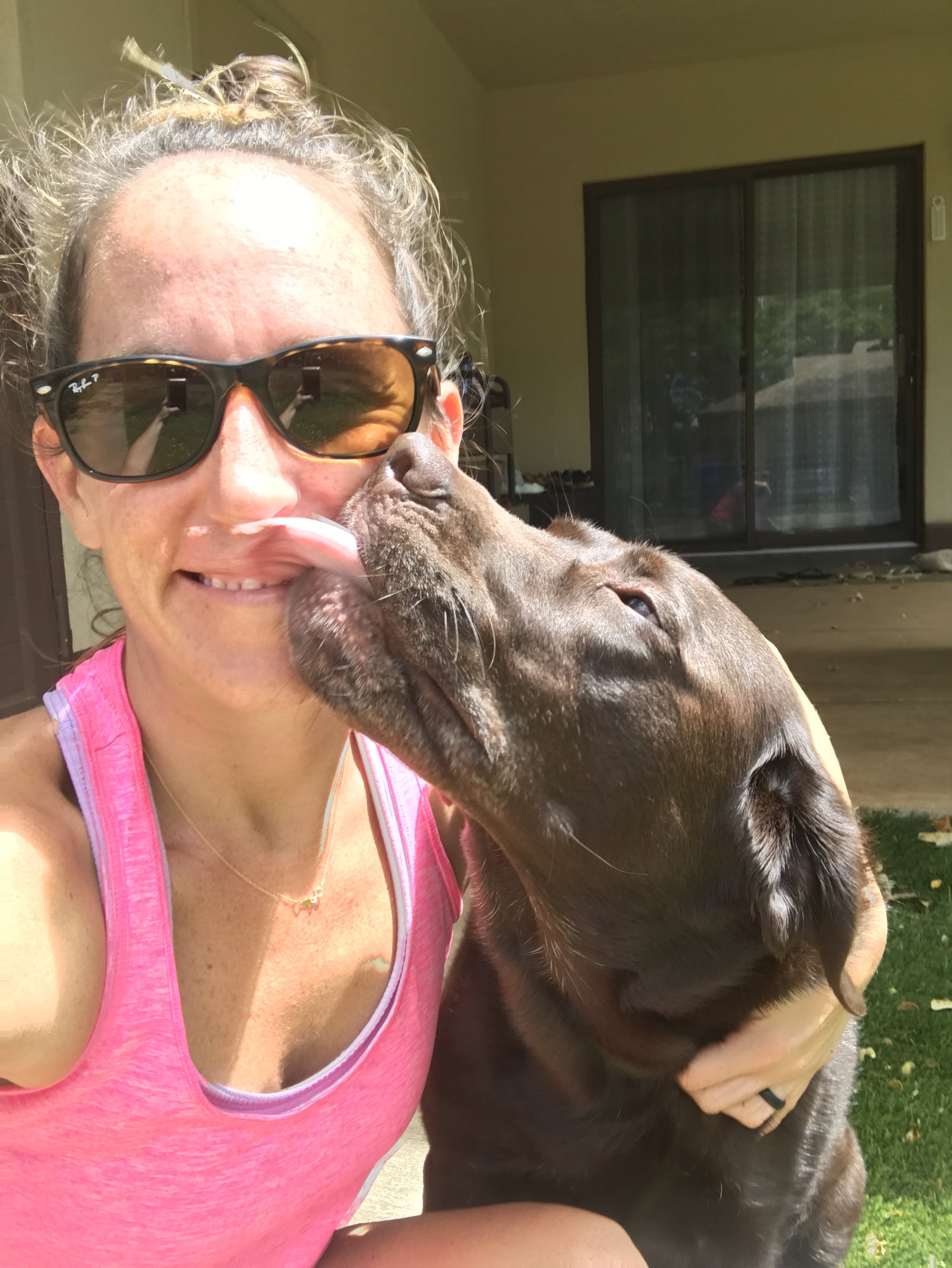 Chocolate Labrador giving kisses outside. 
