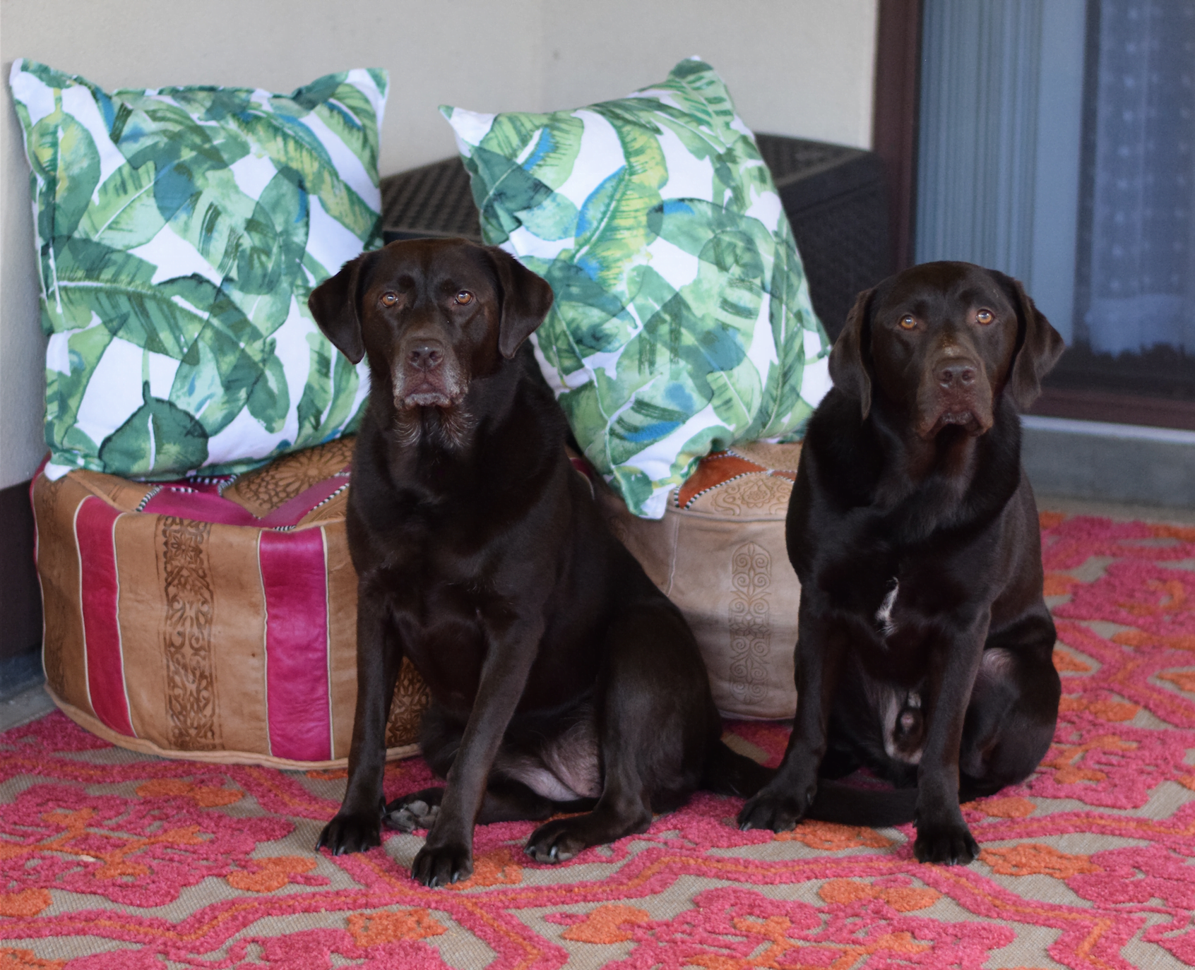 Two chocolate Labs sitting on a pink and orange outdoor rug. Green palm leaf pillows and a deck box in the background. 