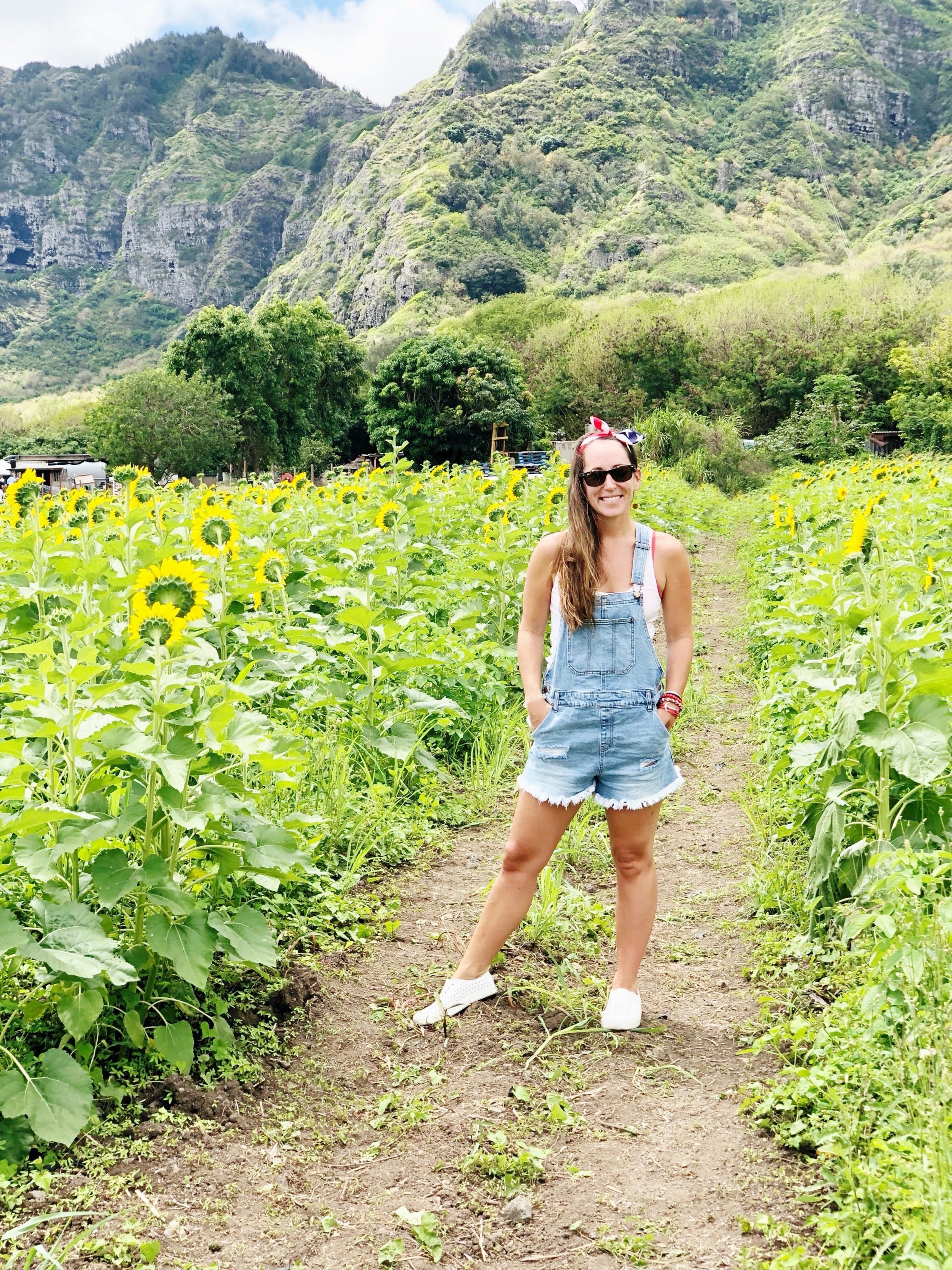 Waimanalo, Oahu, Hawaii Sunflower Field 
