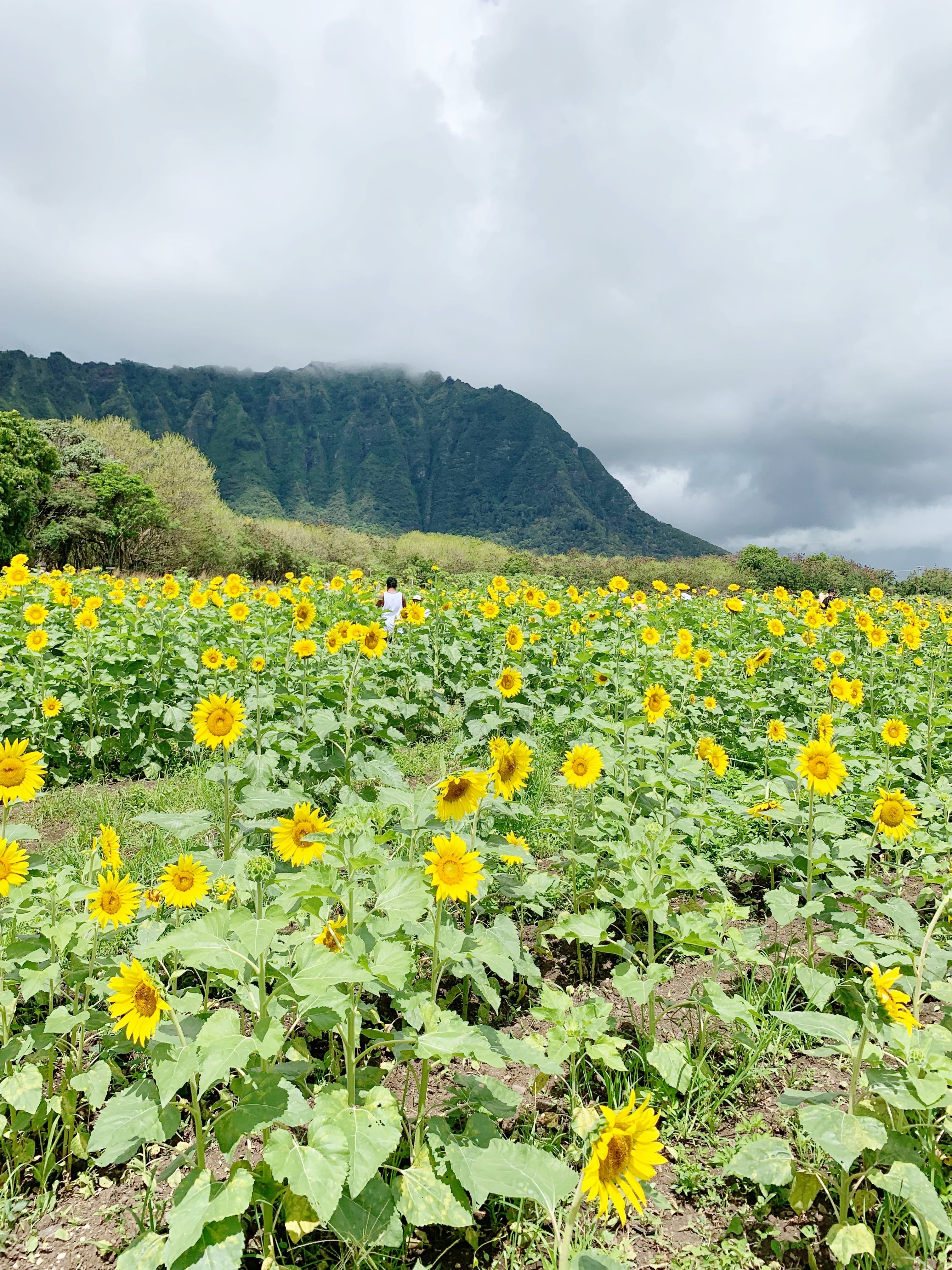 Waimanalo, Oahu, Hawaii Sunflower Field 