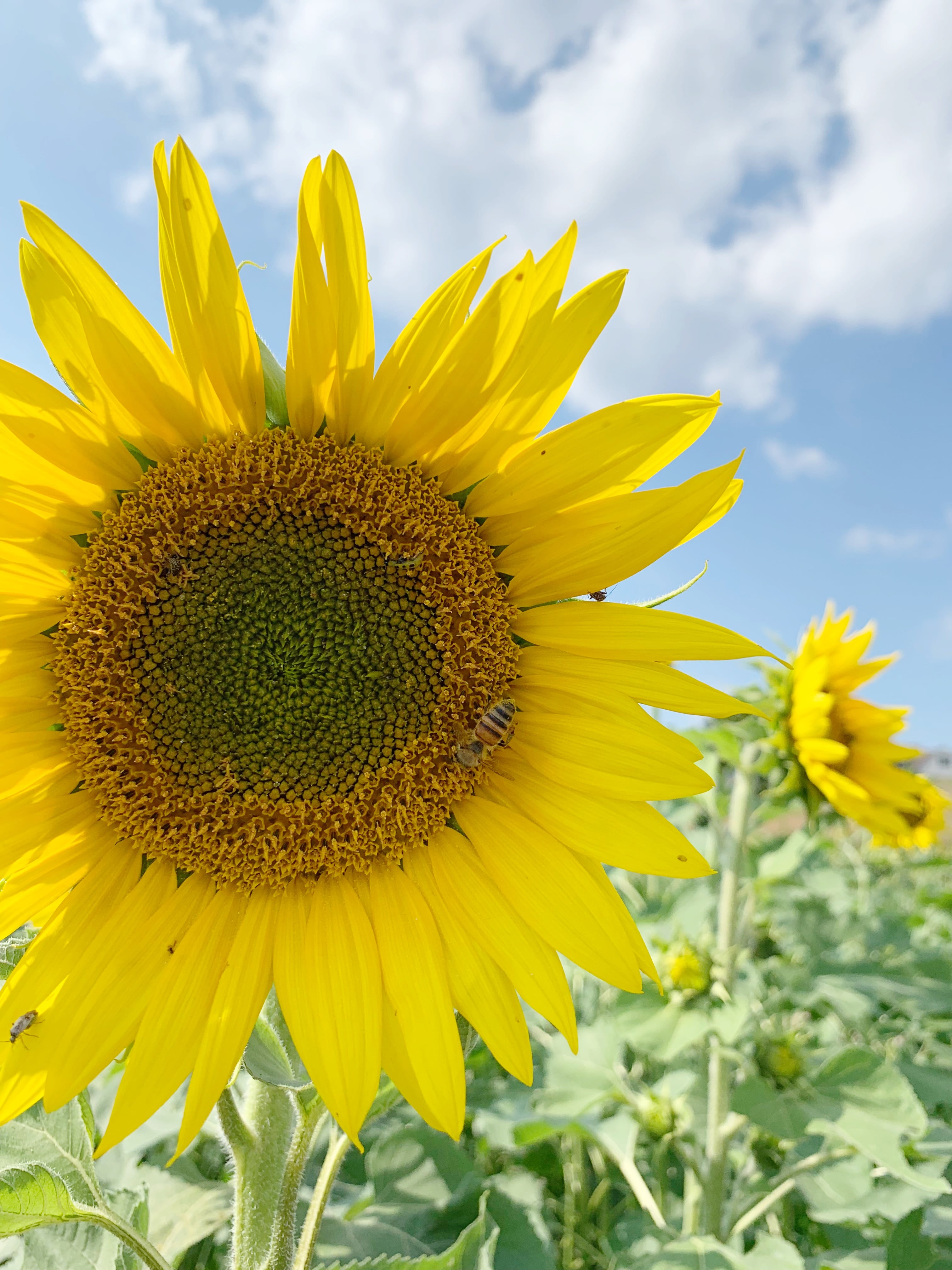 Sunflower field - Pennsylvania