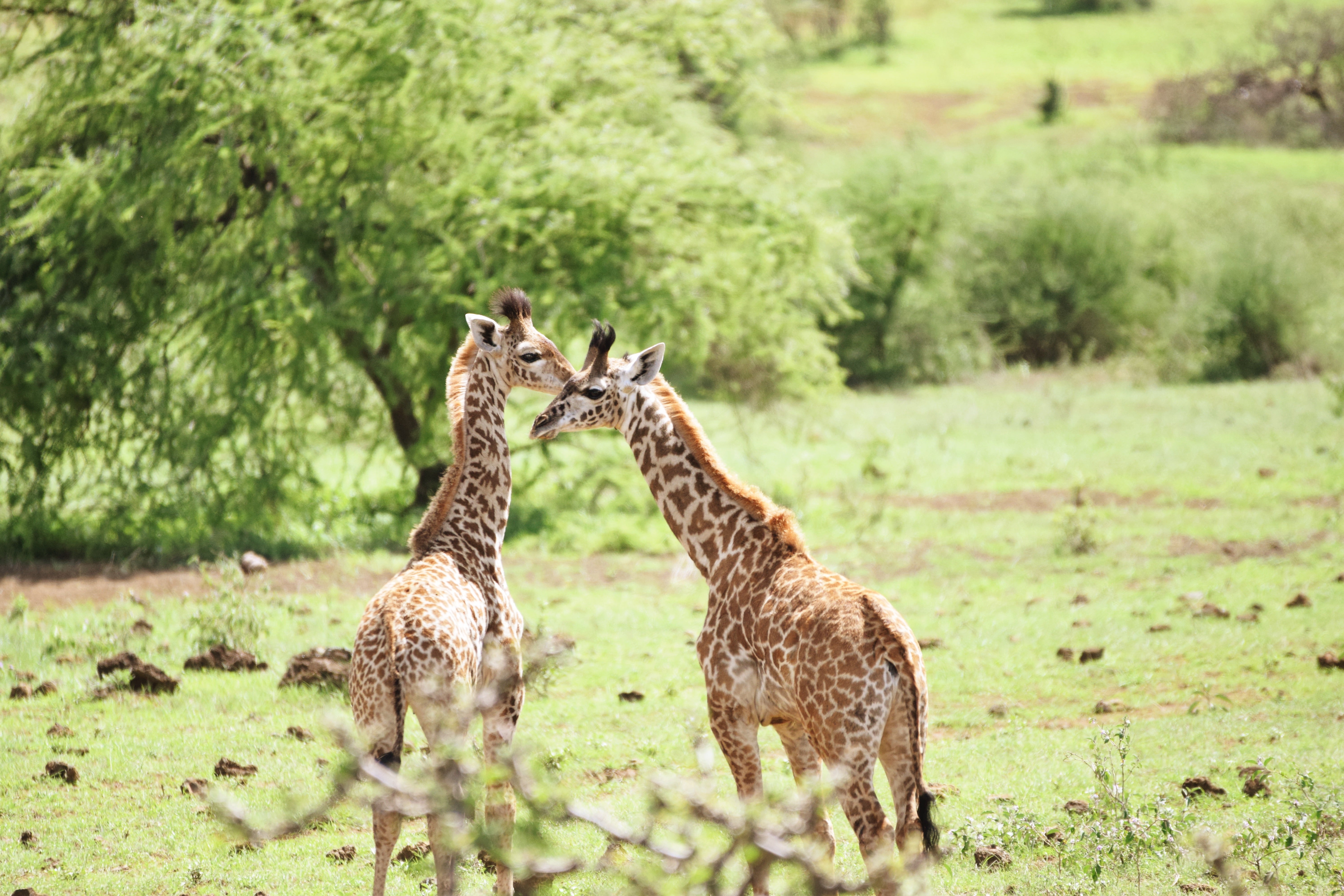 Photo Diary From Tsavo National Park - Photos to inspire a visit to Tsavo West National Park, the western half of Kenya's largest national park! | Tsavo National Park - Finch Hattons - Tsavo West National Park - Kenya National Parks - Tsavo Kenya - Tsavo East National Park 