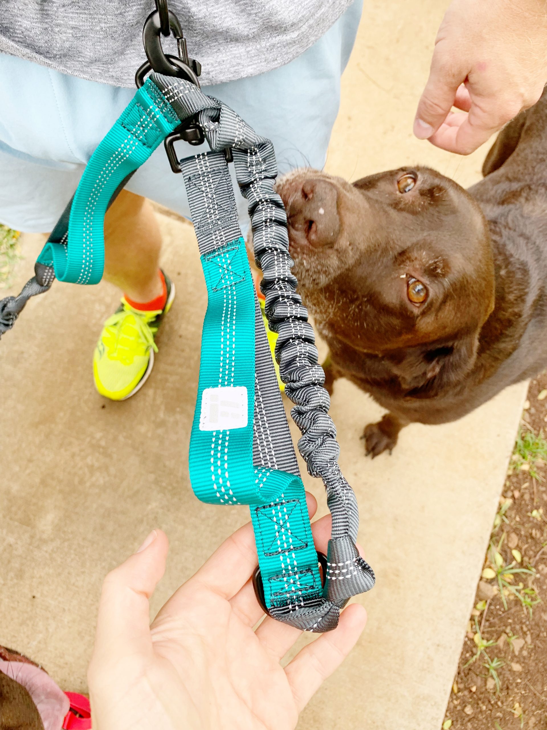 WHY WE LOVE OUR HANDS FREE DOG LEASH - Sharing all the details on the best hands free leash we've ever purchasing for running with our dogs! | Hands Free Dog Leash - Dog Leash For Running Hands Free - Best Hands Free Leash - Running Dog Leash - Dog Running Leash - Best Dog Leash For Running 