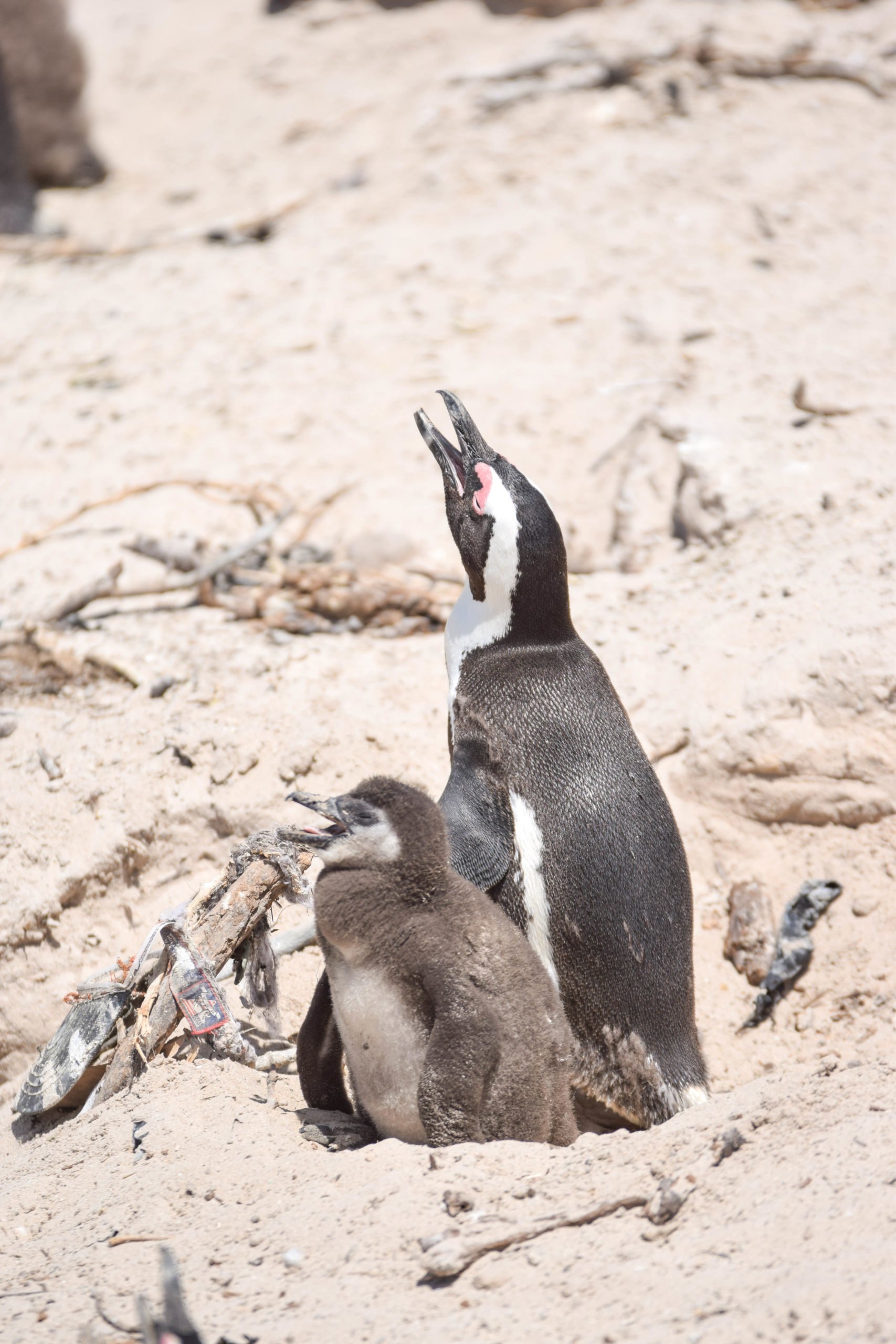 Penguins at Boulders Beach