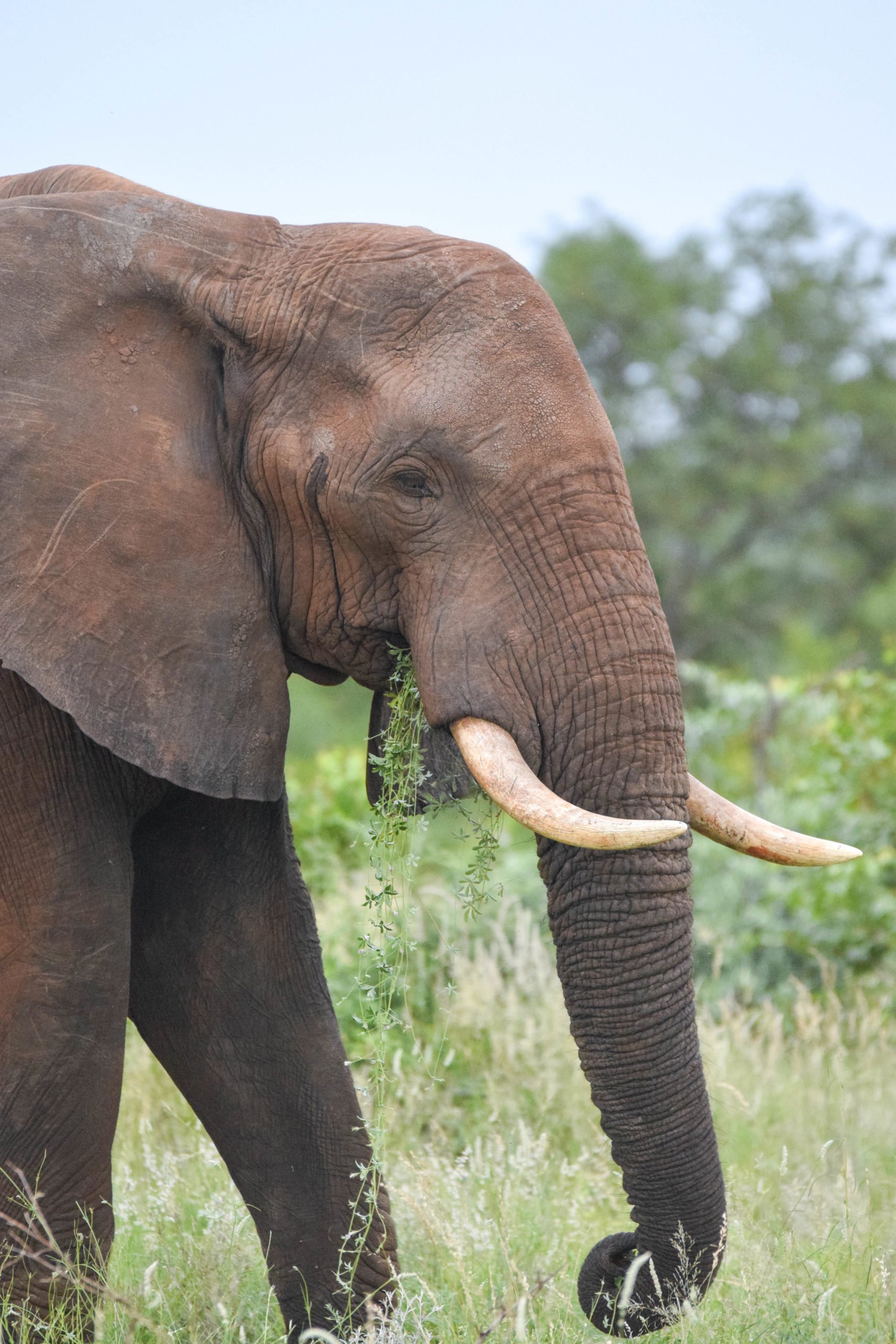 South Africa Elephant