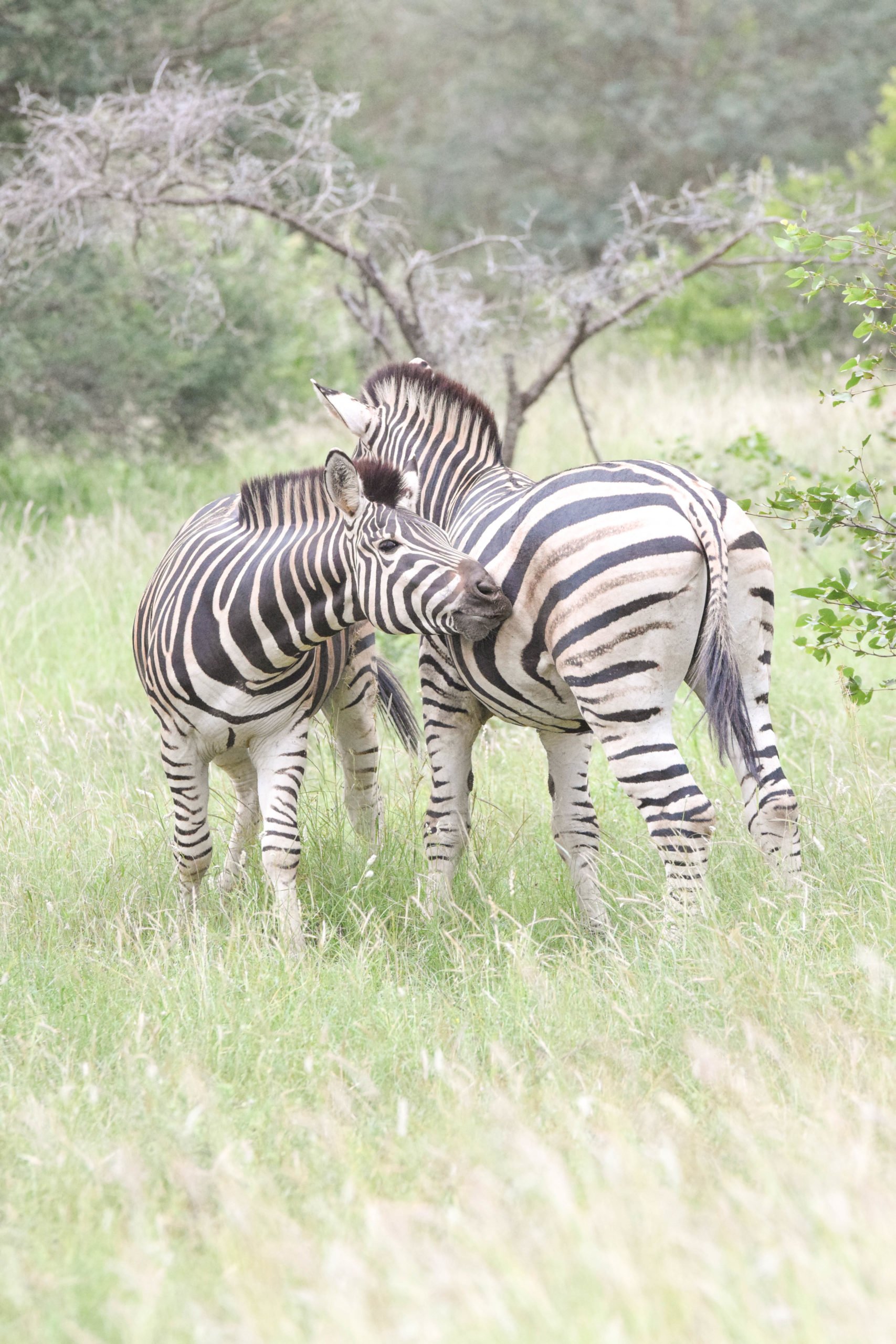 Zebras In South Africa