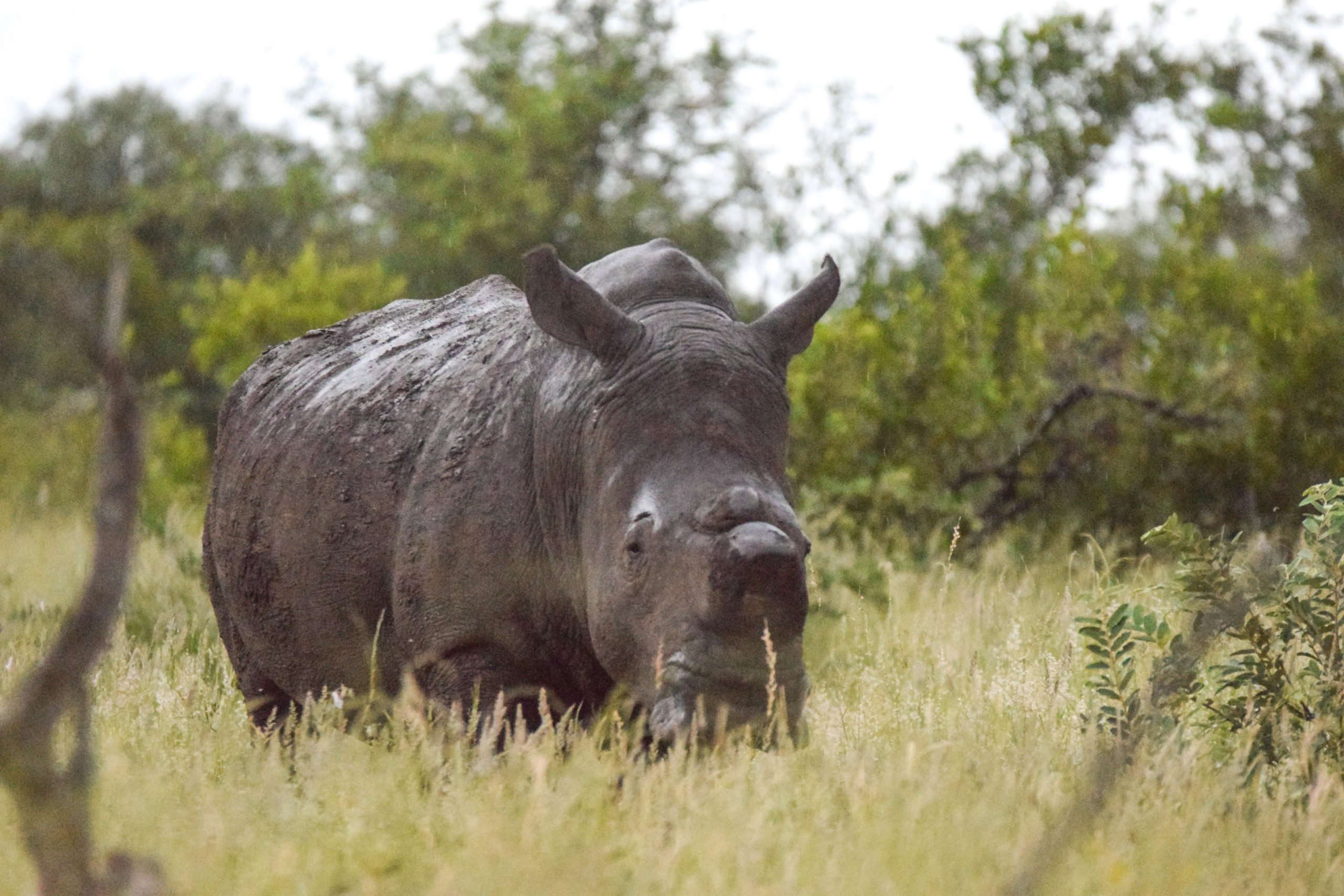 De-horned Rhino, South Africa