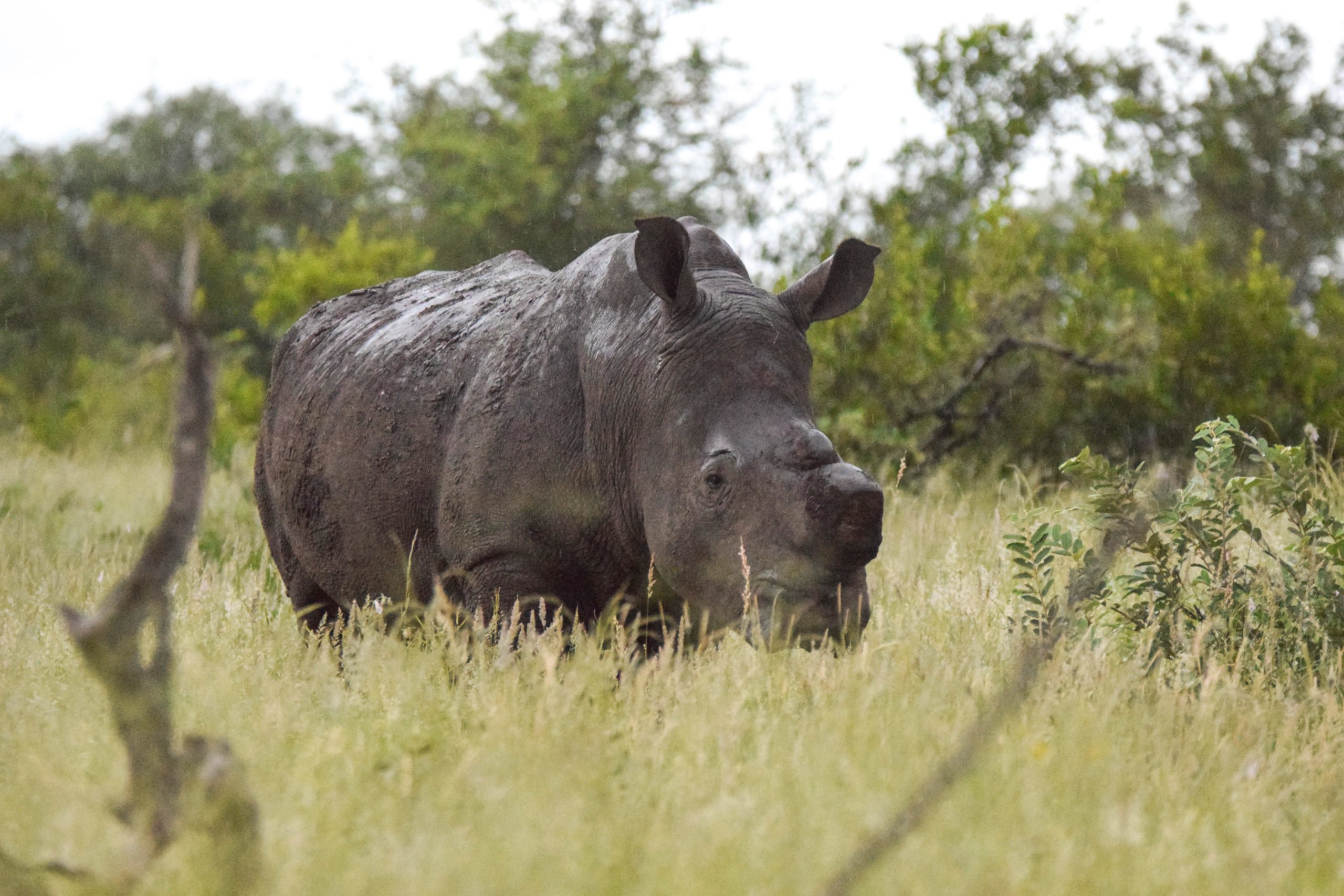 De-horned Rhino, South Africa