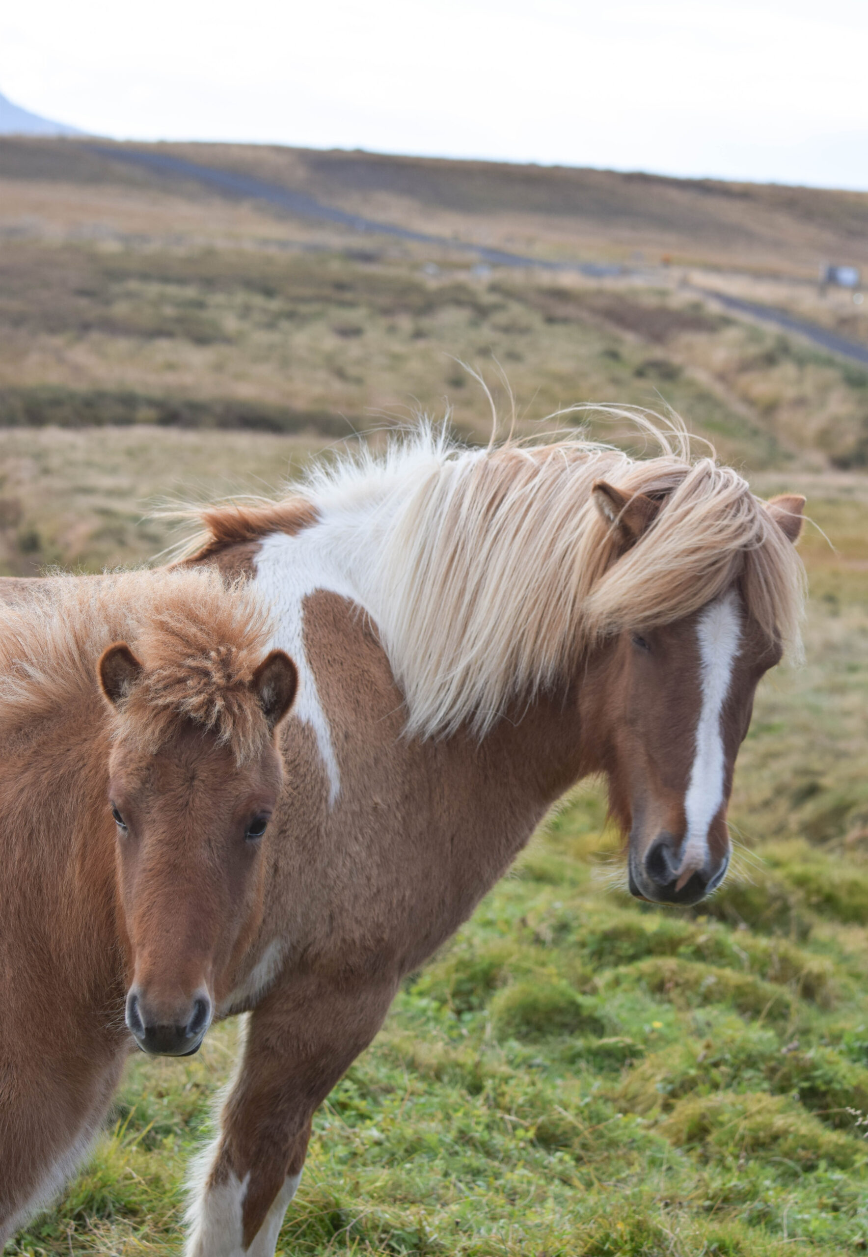 Mom and Baby Iceland Horses
