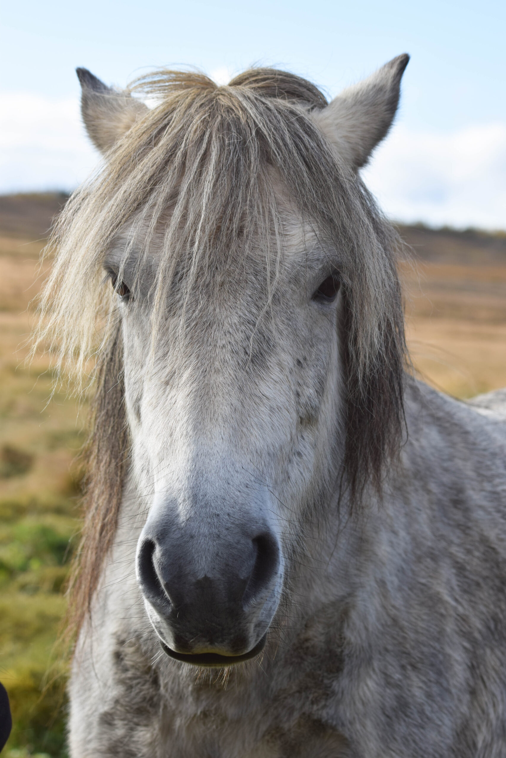 Grey Icelandic Horse