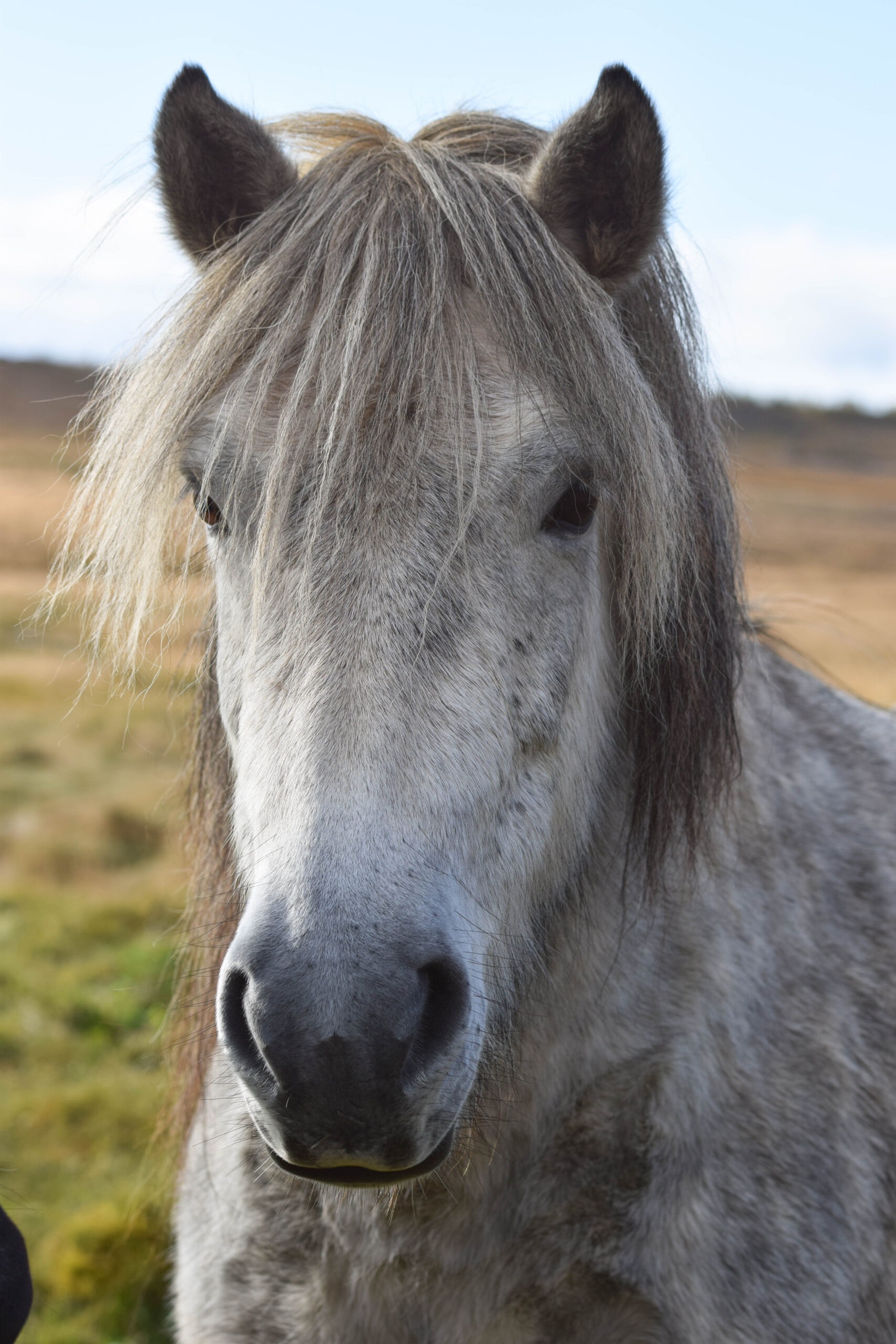 Grey Icelandic Horse