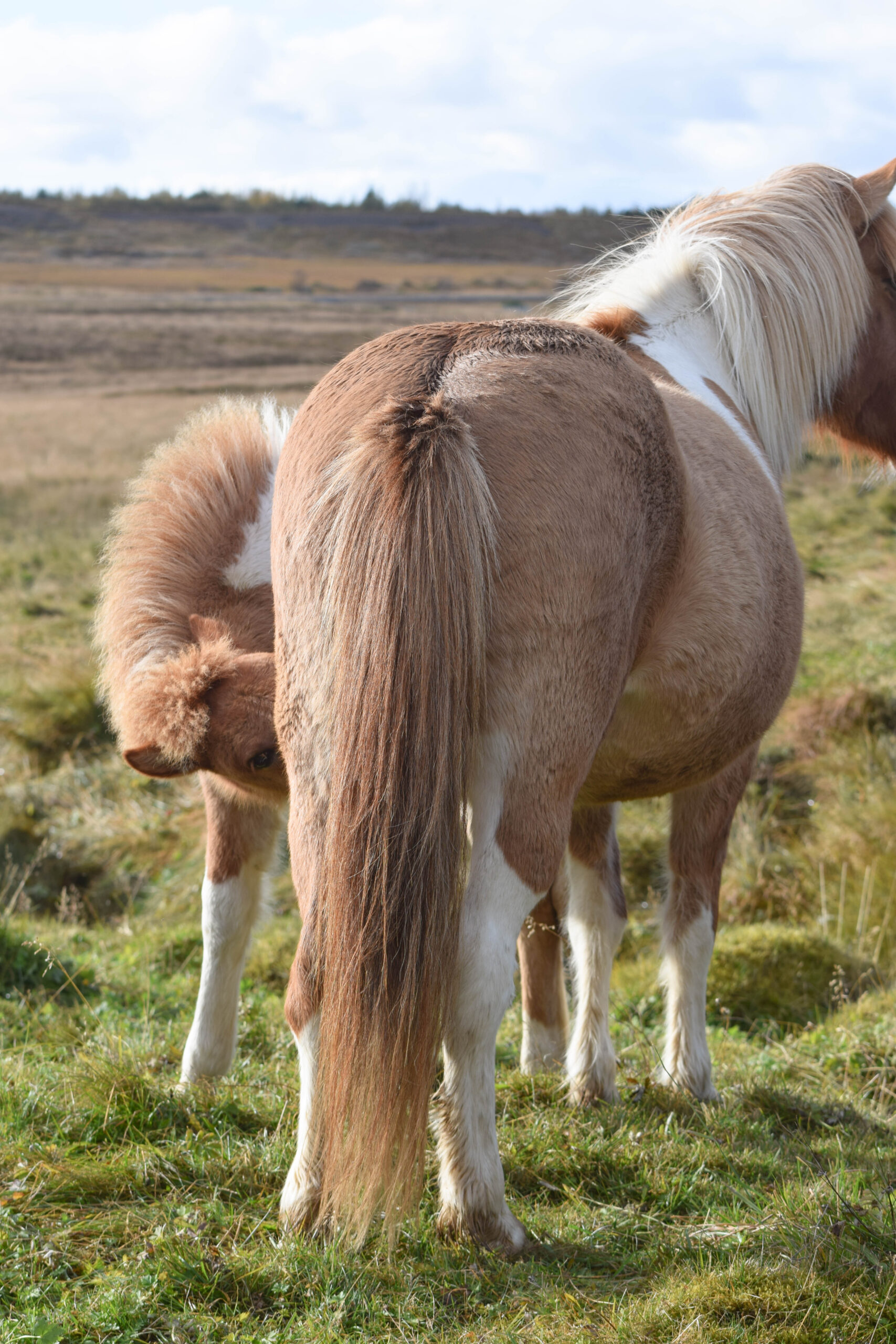 Baby Icelandic Horse Nursing