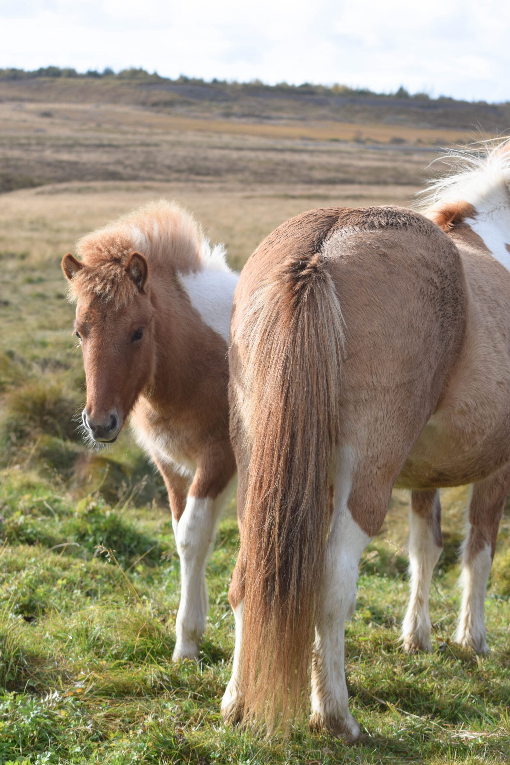 Mom and Baby Iceland Horses