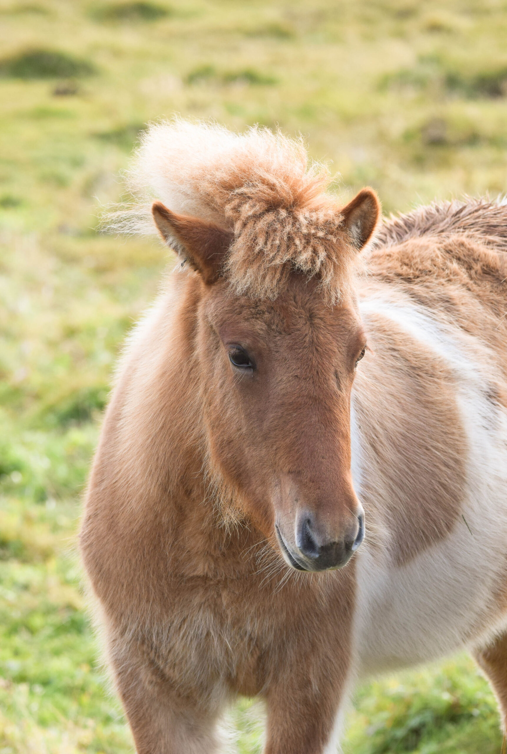 Baby Horse In Iceland