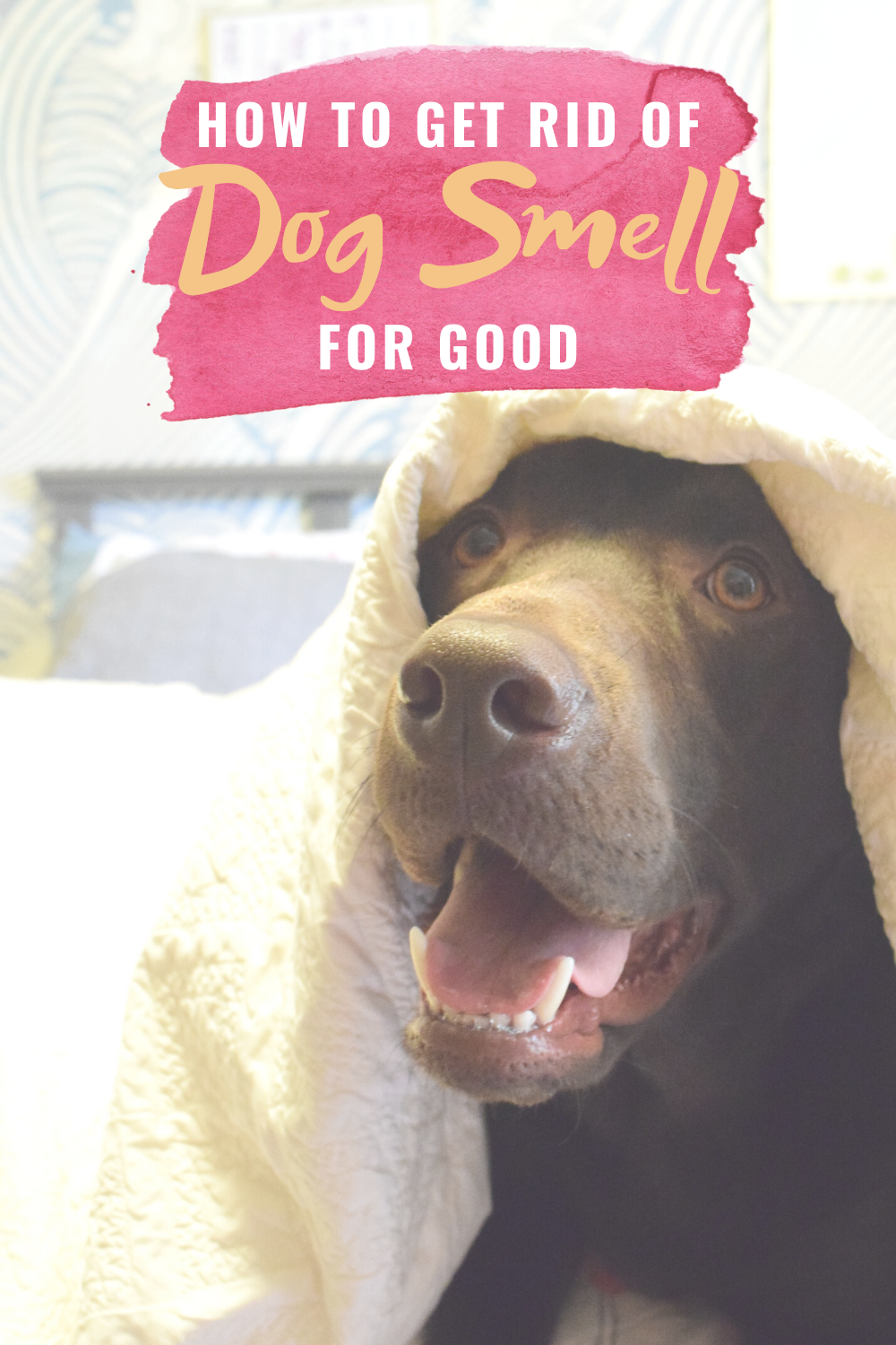How To Get Rid of Dog Smell - Looking to get rid of the odor that comes along with owning dogs? Today I'm sharing how to get rid of dog smell in your house! | Dog Stink - Dog Smell In House - Get Rid Of Dog Smell - Dog Stink in House - How to get pee smell out of carpet