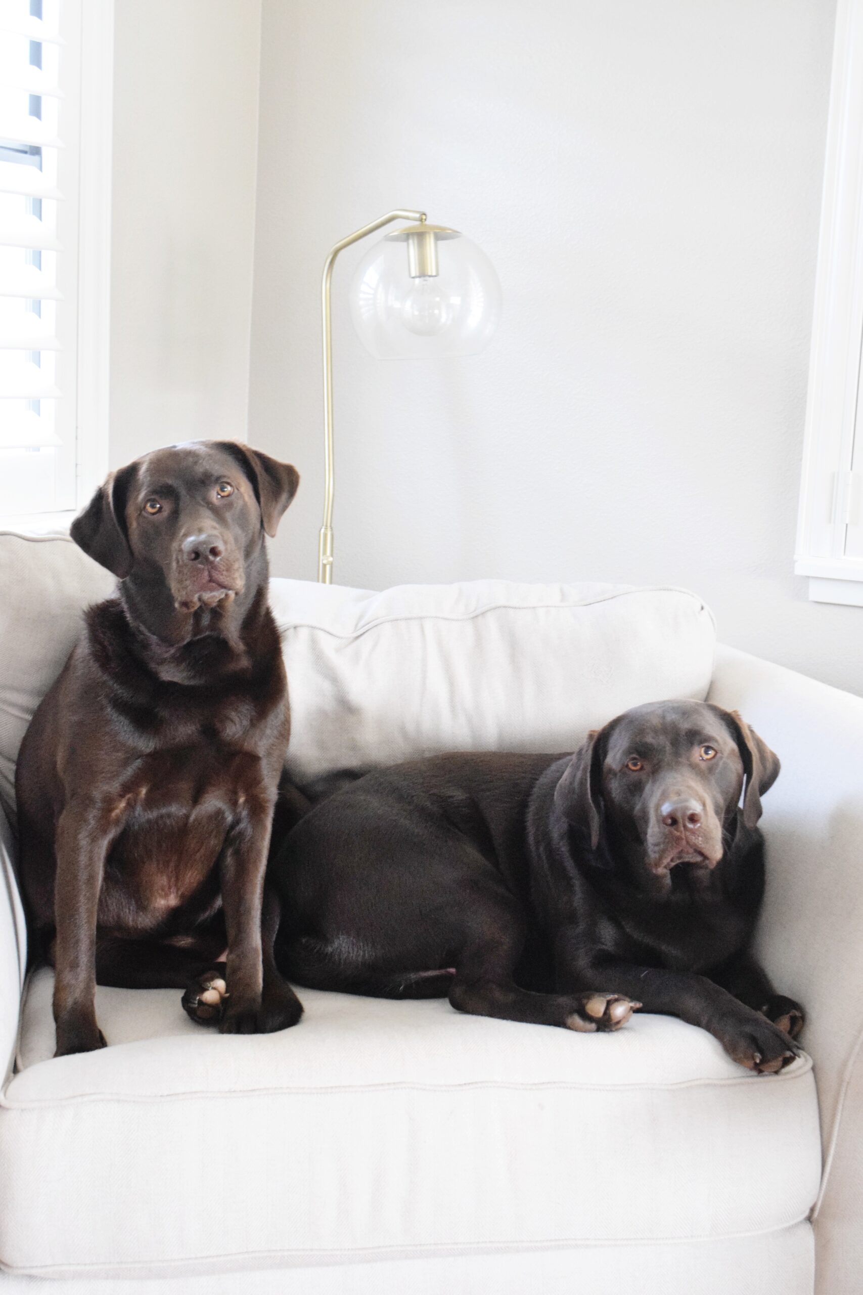 Two chocolate Labradors 
