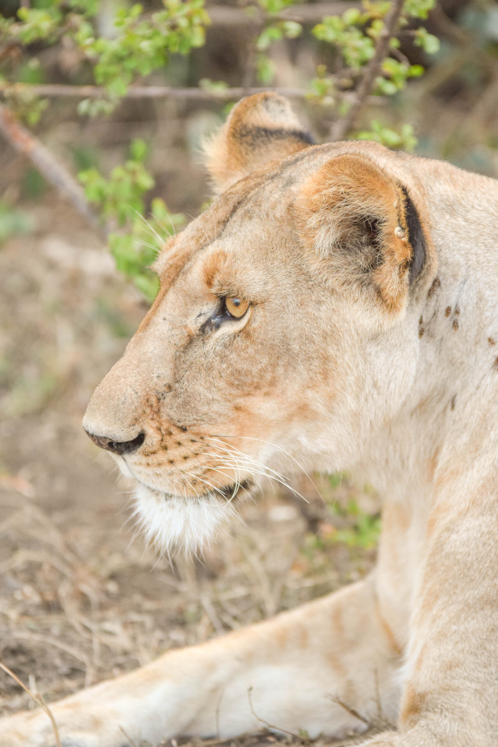 Lions In Kenya - Dreaming after a safari in Kenya? Here is my photo diary of the majestic lions (and lionesses) of Kenya! | Kenya Travel - African Wildlife - Safari Photography - Kenyan Wildlife