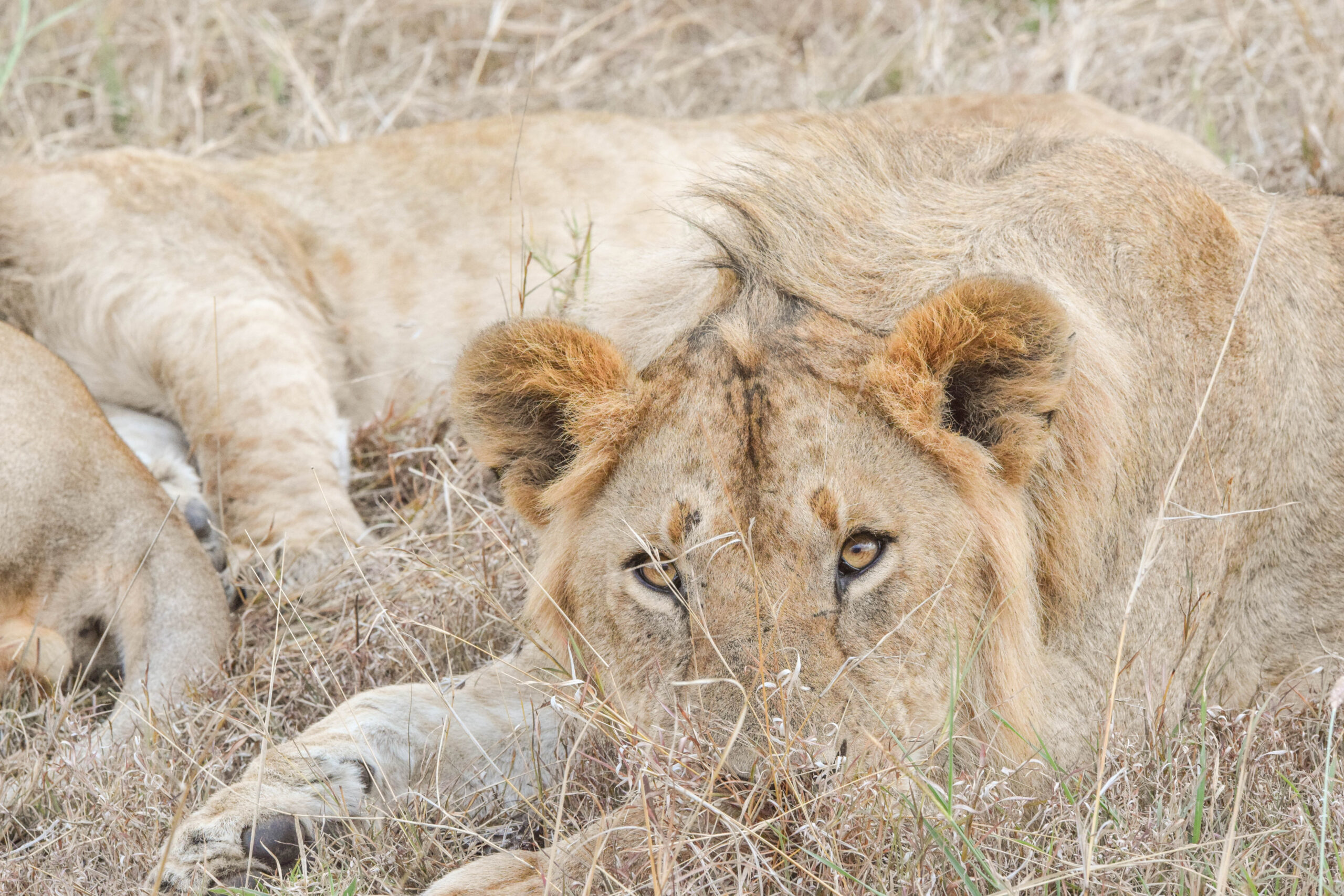 Lions In Kenya - Dreaming after a safari in Kenya? Here is my photo diary of the majestic lions (and lionesses) of Kenya! | Kenya Travel - African Wildlife - Safari Photography - Kenyan Wildlife