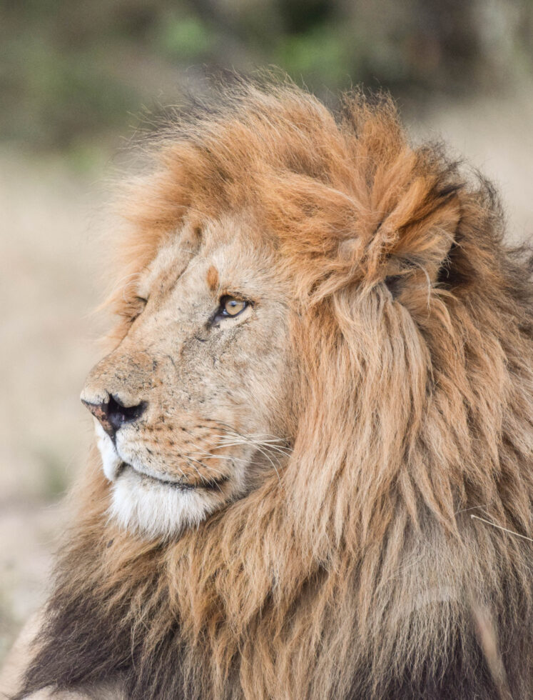 Lions In Kenya