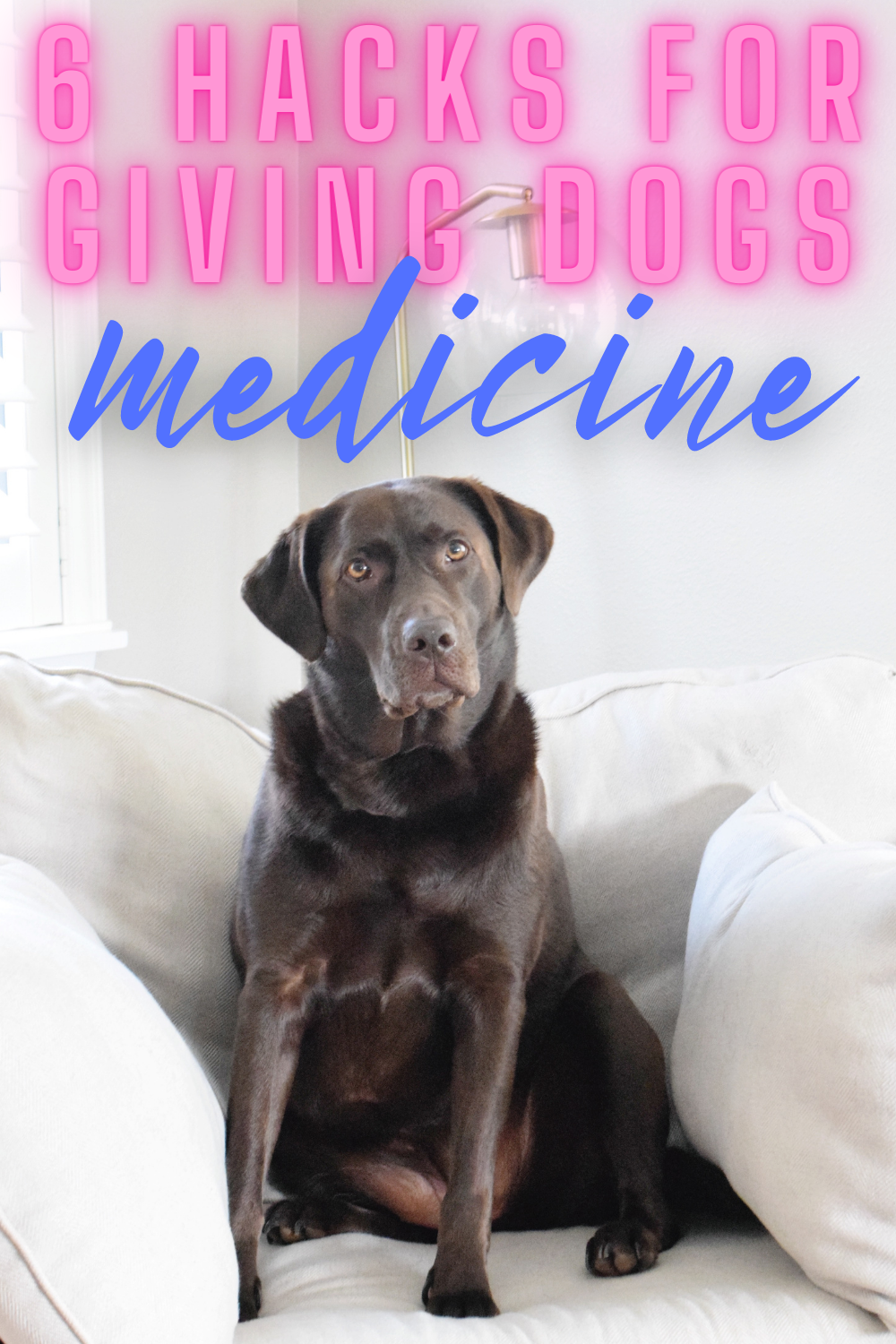 6 Hacks To Get Dogs To Take Medicine - Struggling to get your dog to take medicine? Here are hacks for every pet parent whose dog won't take a pill! | Dog won't take pill | How to get dog to take medicine | Chocolate Labs