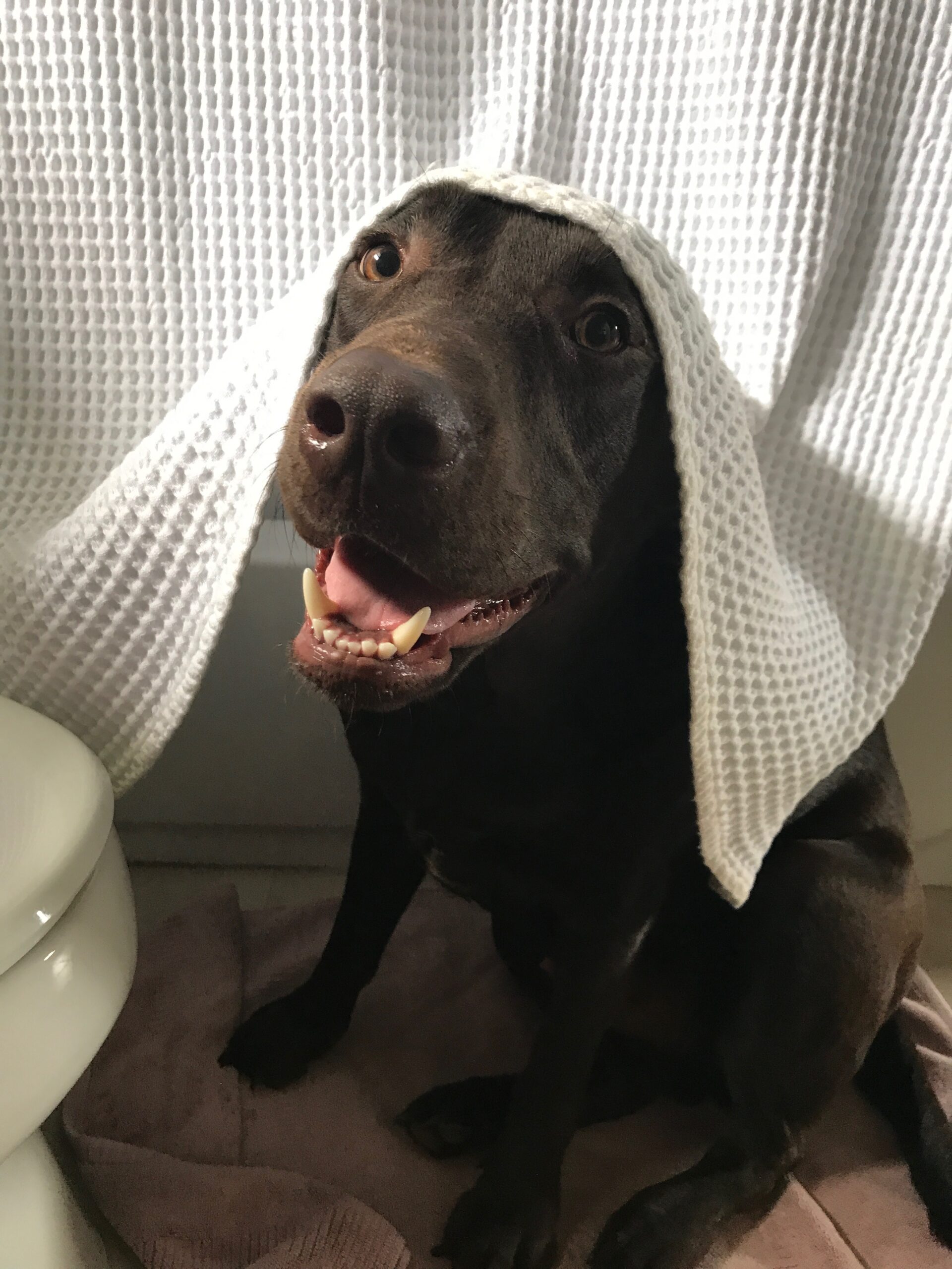 Photos Of Our Chocolate Labs That Make Me Laugh - What is better than funny dog photos? Here are some of my very favorites of our Chocolate Labradors! | Funny Dog Photos | Chocolate Labrador Retriever | Chocolate Lab Puppies