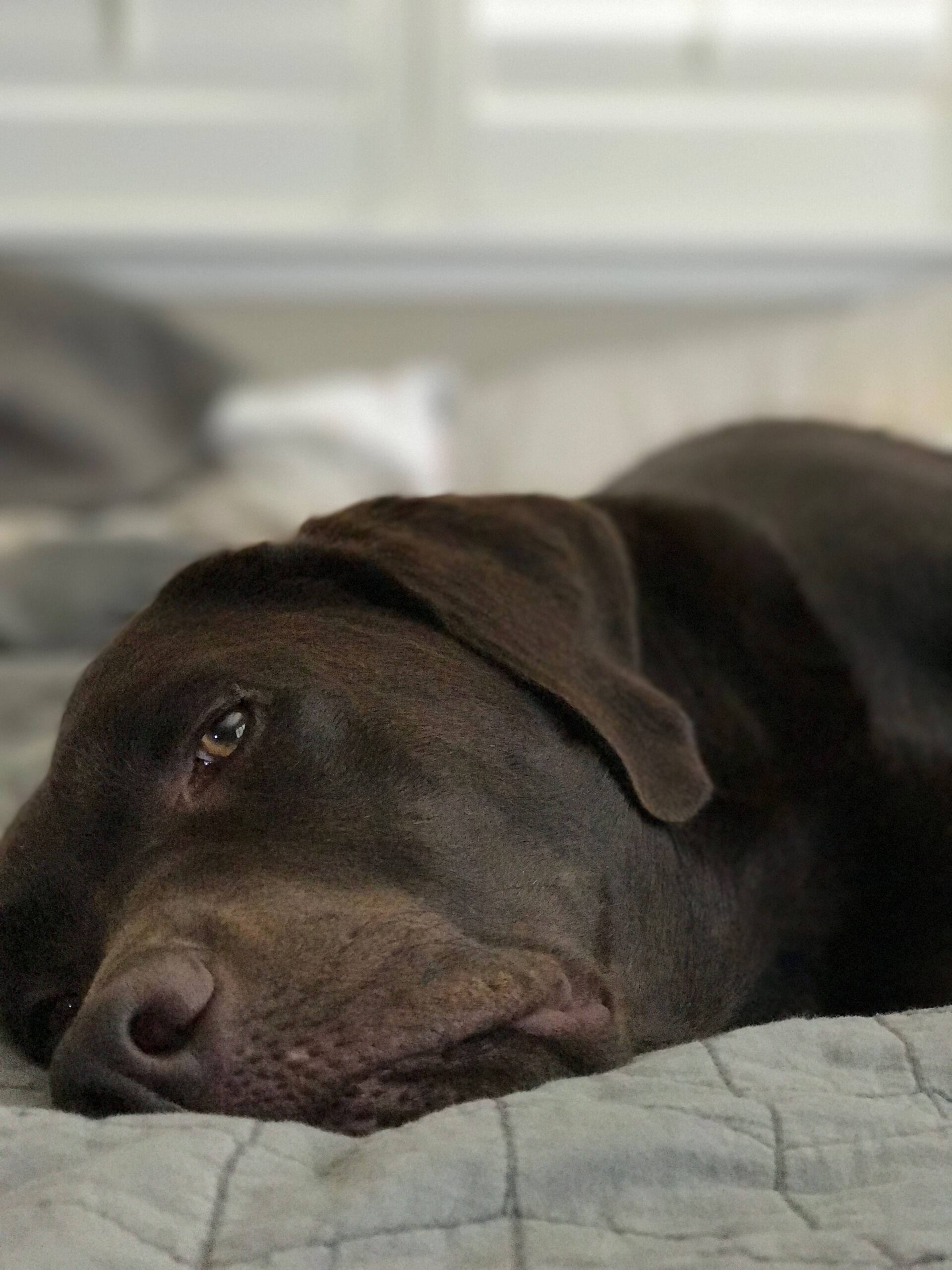 Photos Of Our Chocolate Labs That Make Me Laugh - What is better than funny dog photos? Here are some of my very favorites of our Chocolate Labradors! | Funny Dog Photos | Chocolate Labrador Retriever | Chocolate Lab Puppies