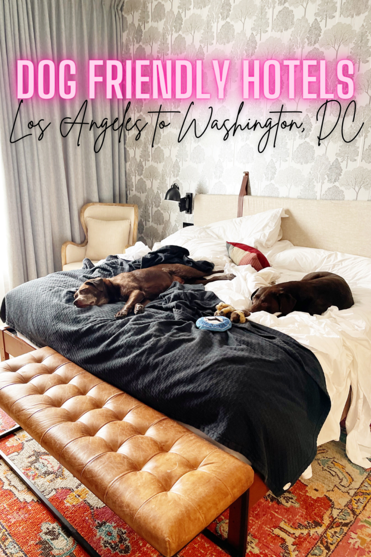 Best Dog-Friendly Hotels Driving From Los Angeles, CA to Washington, DC