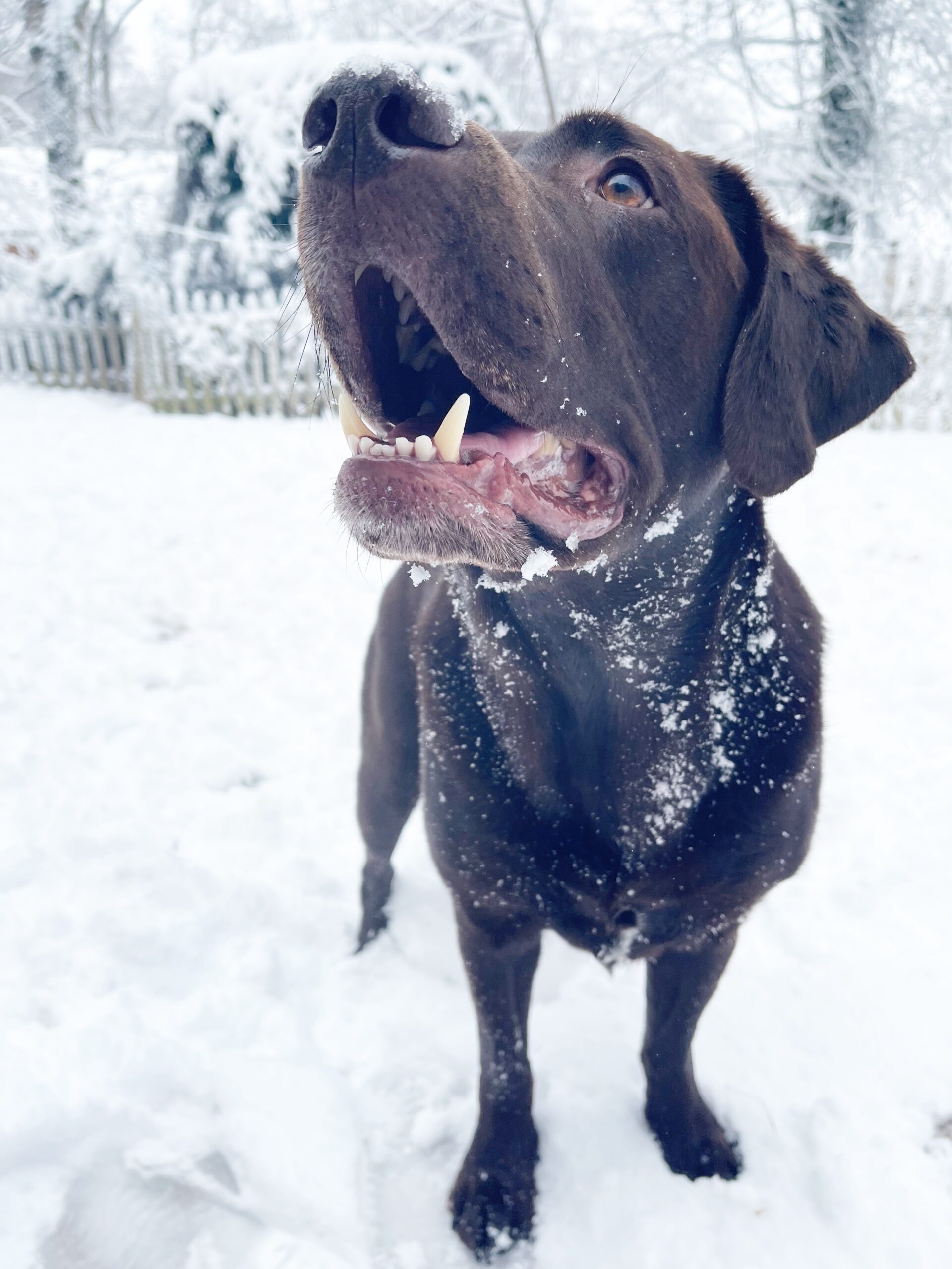 Chocolate Labrador In Snow