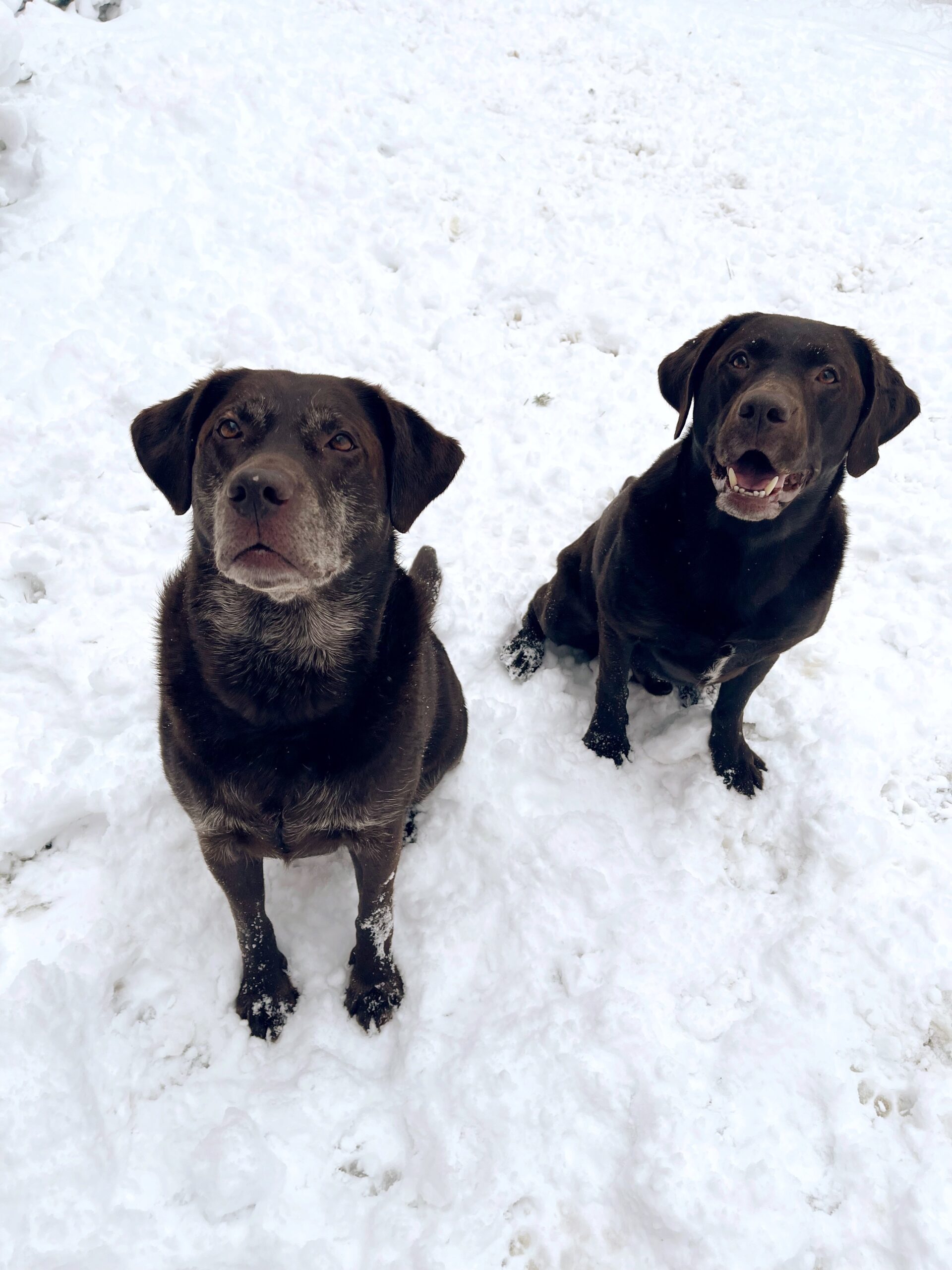 Chocolate Labrador Retrievers In Snow