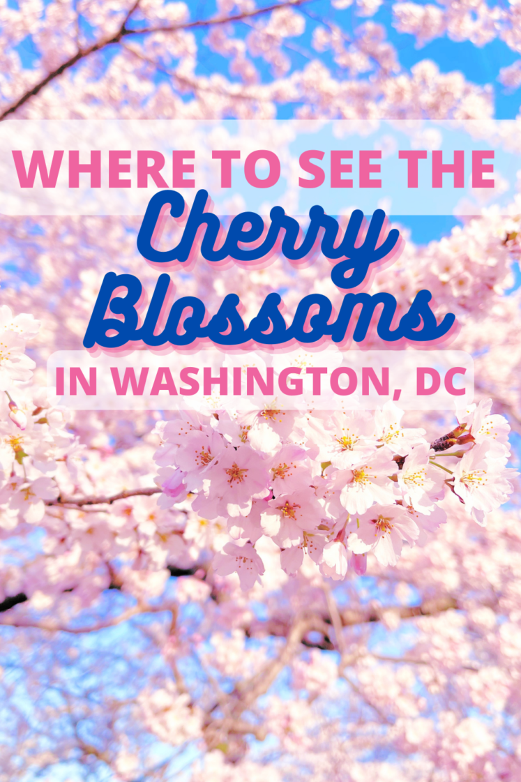 Peak Bloom of the Cherry Blossoms in Washington, DC
