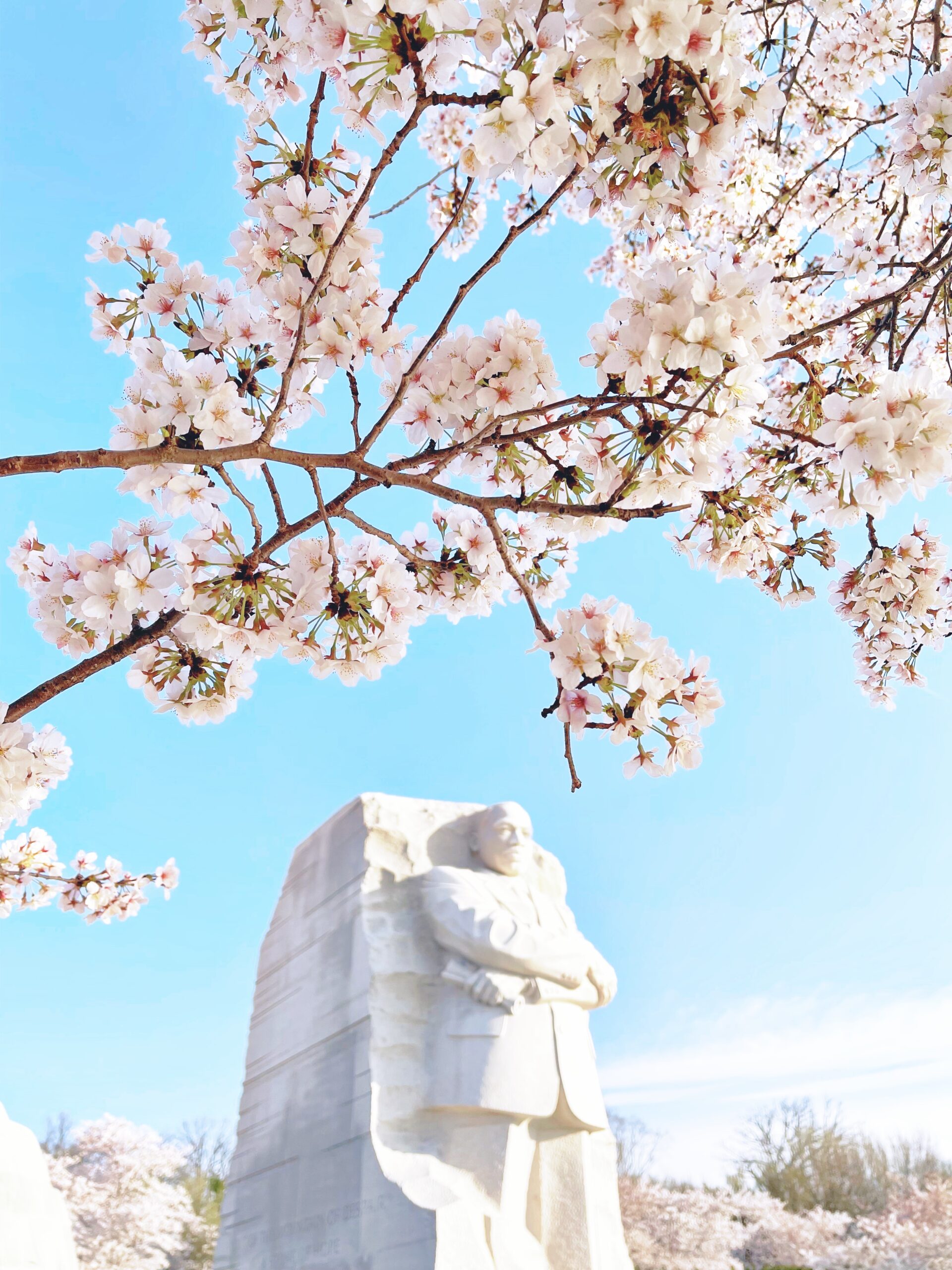 Cherry Blossoms In DC - MLK