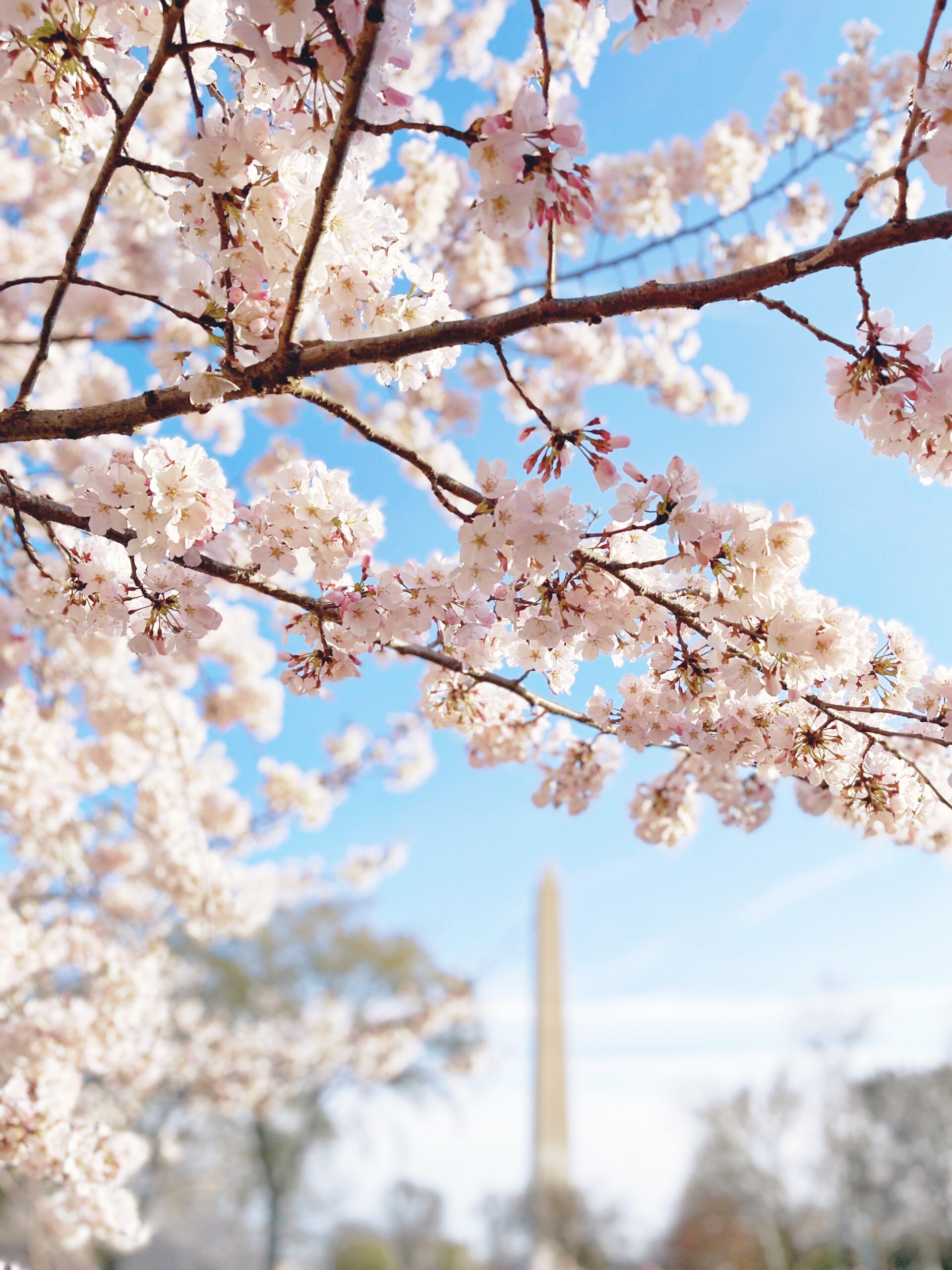 Cherry Blossoms in DC - Washington Monument